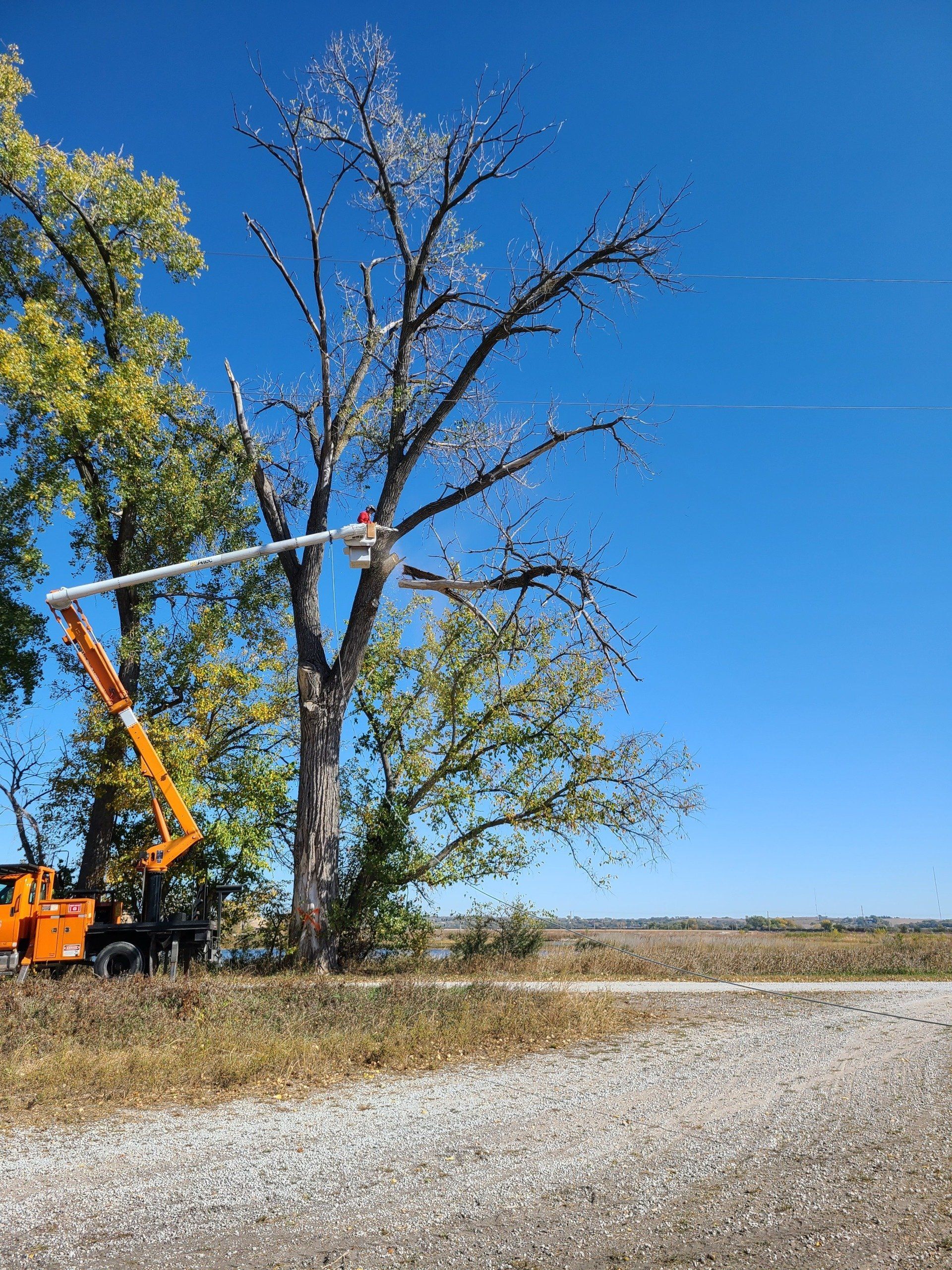 tree servicetree service