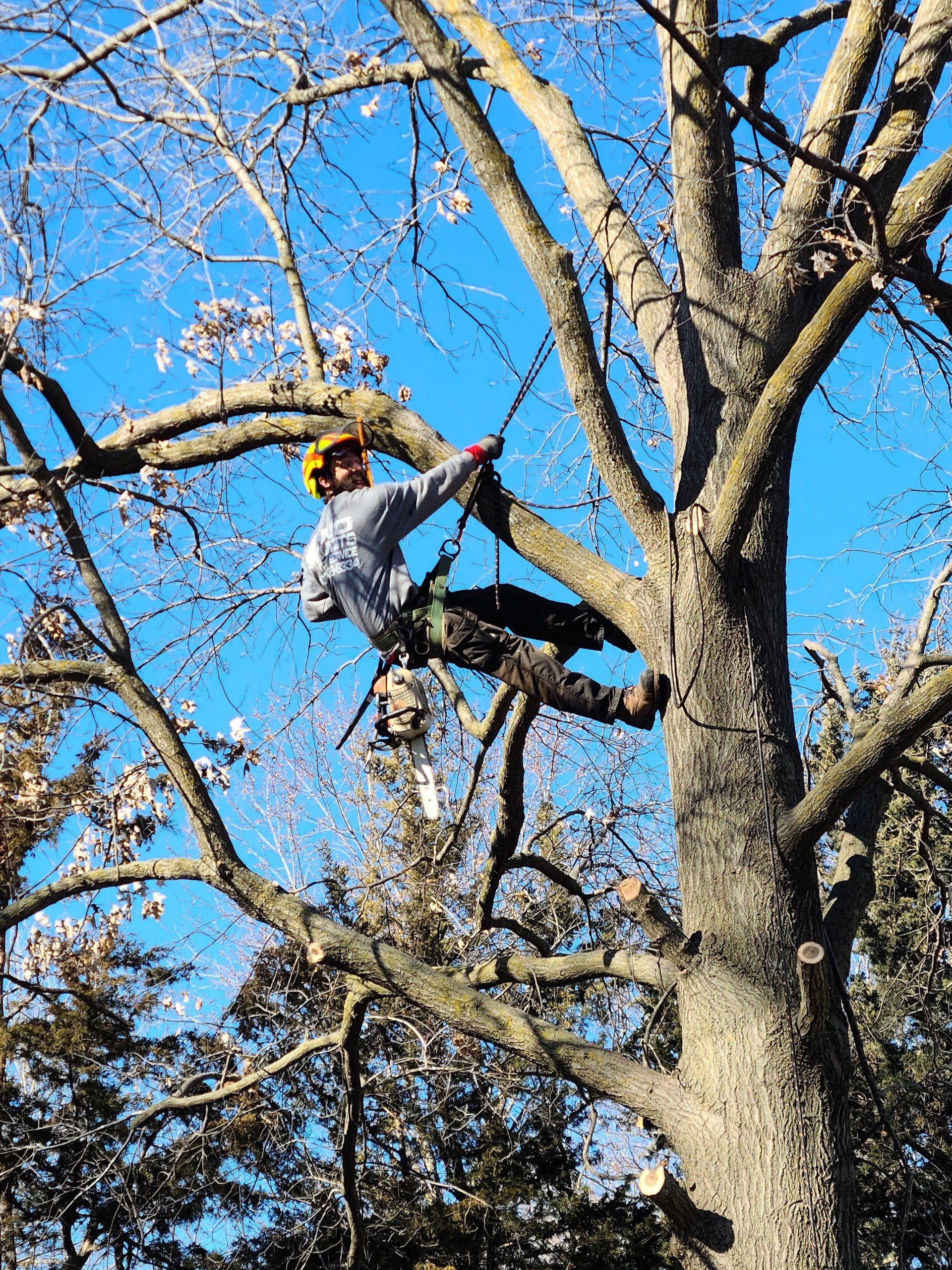 tree service