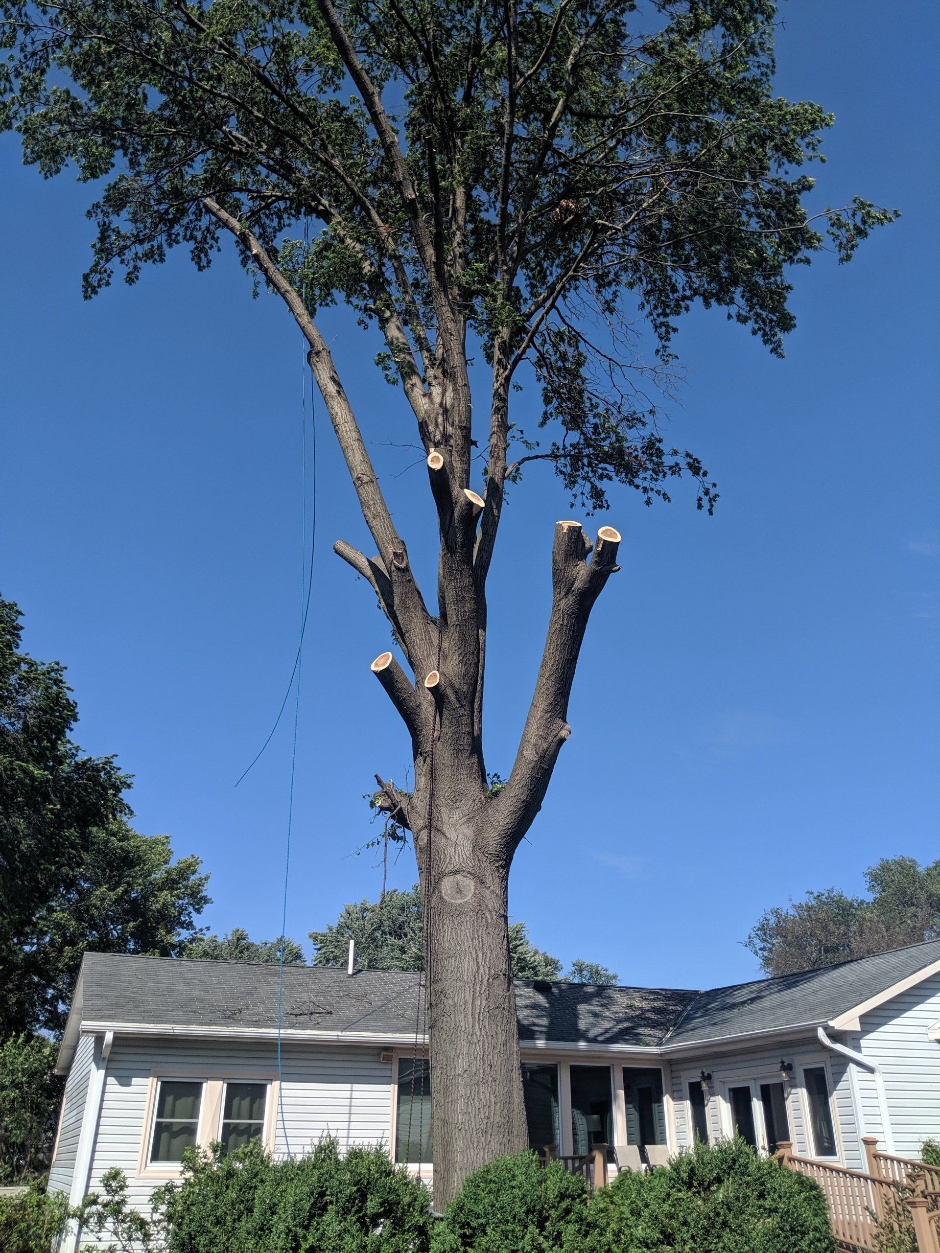 No Limits Tree Service | Tree Removal | Gretna, NE | Lincoln, NE