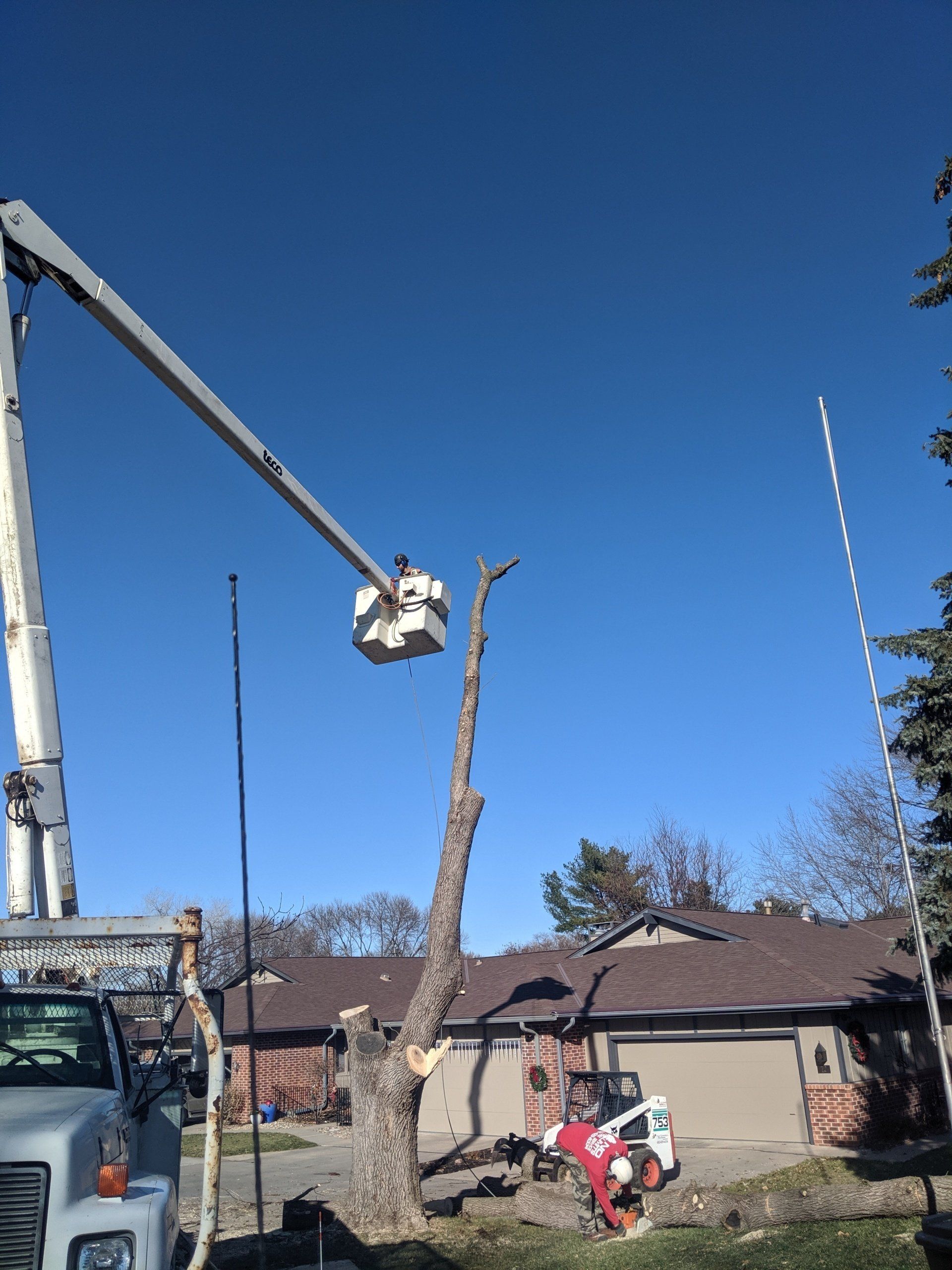 tree service