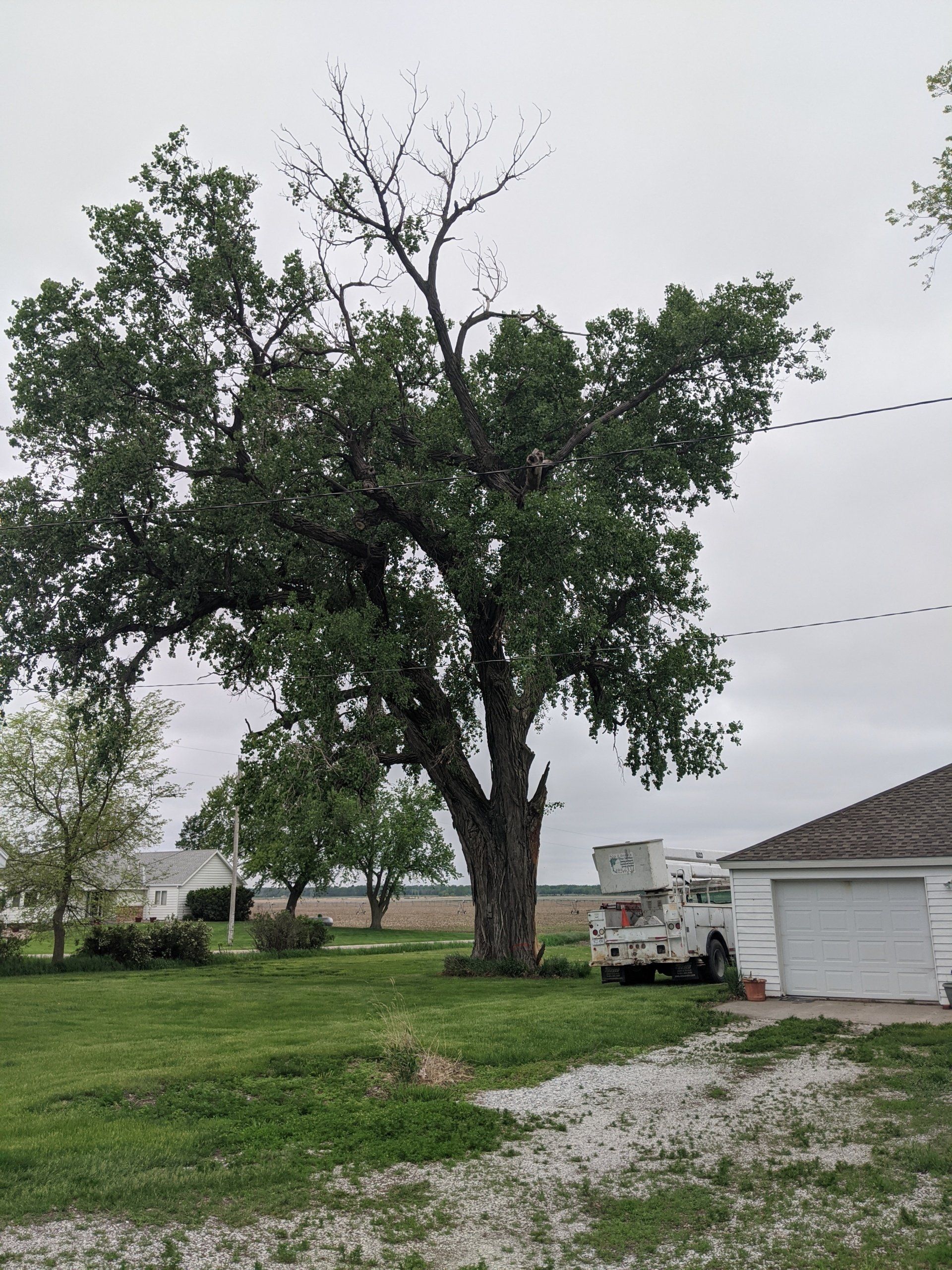 No Limits Tree Service | Tree Removal | Gretna, NE | Lincoln, NE