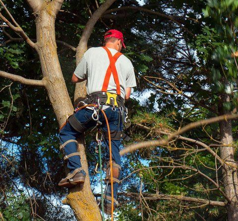 tree service