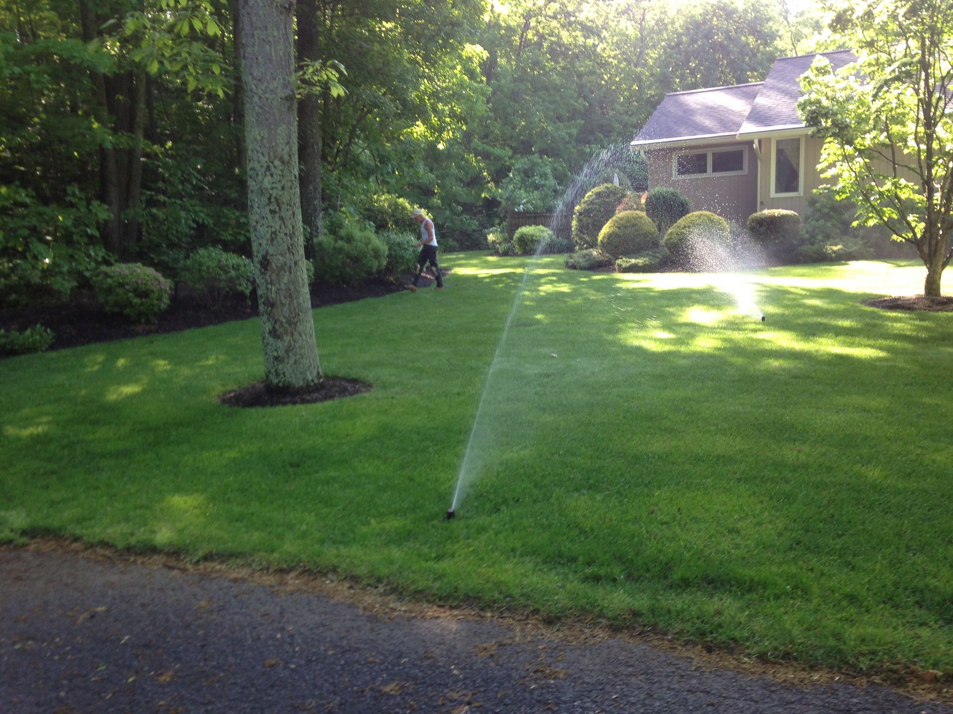 A lawn sprinkler is spraying water on a lush green lawn in front of a house.