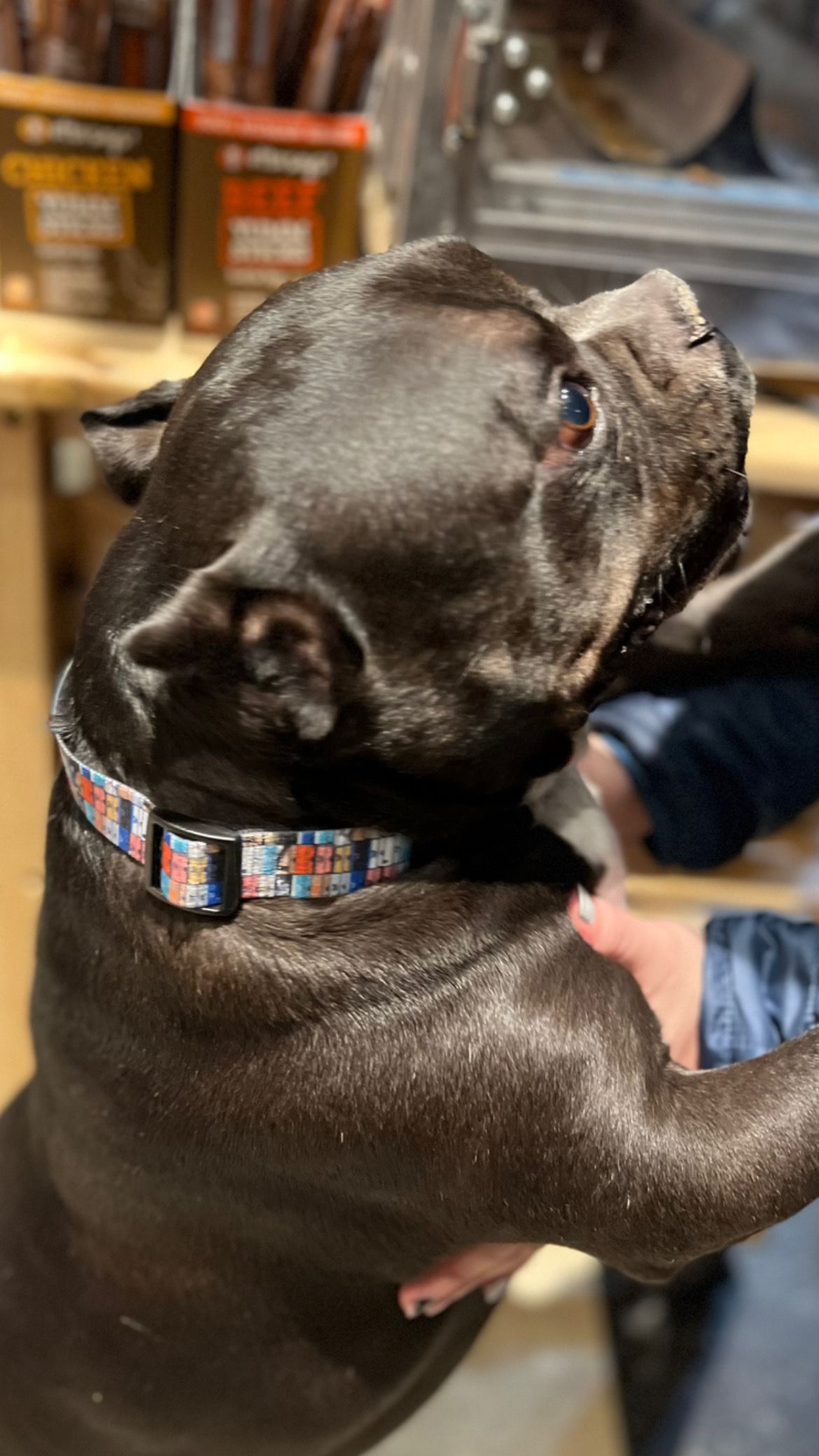 Cute dog with colorful collar