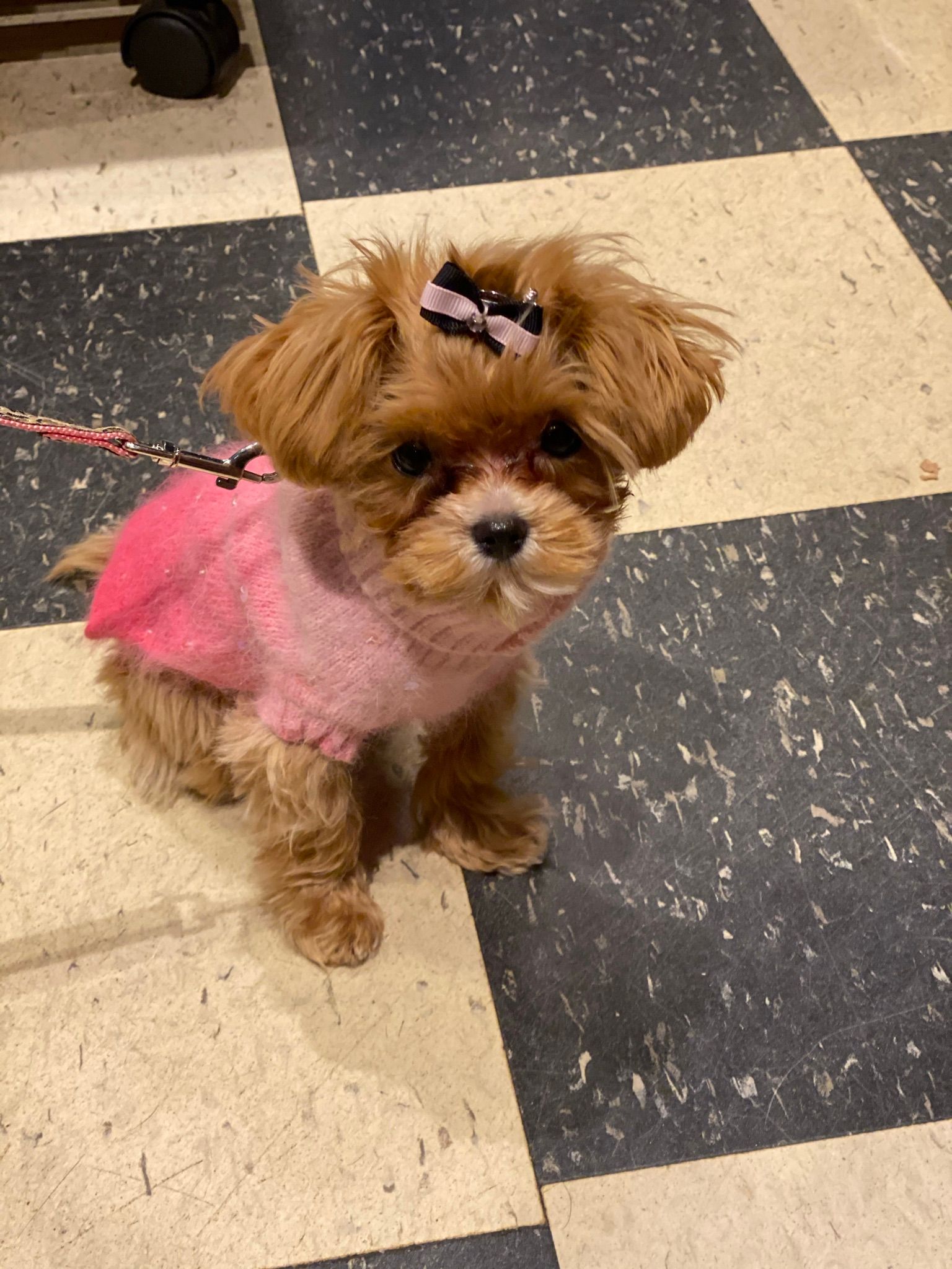 Small dog in pink dress