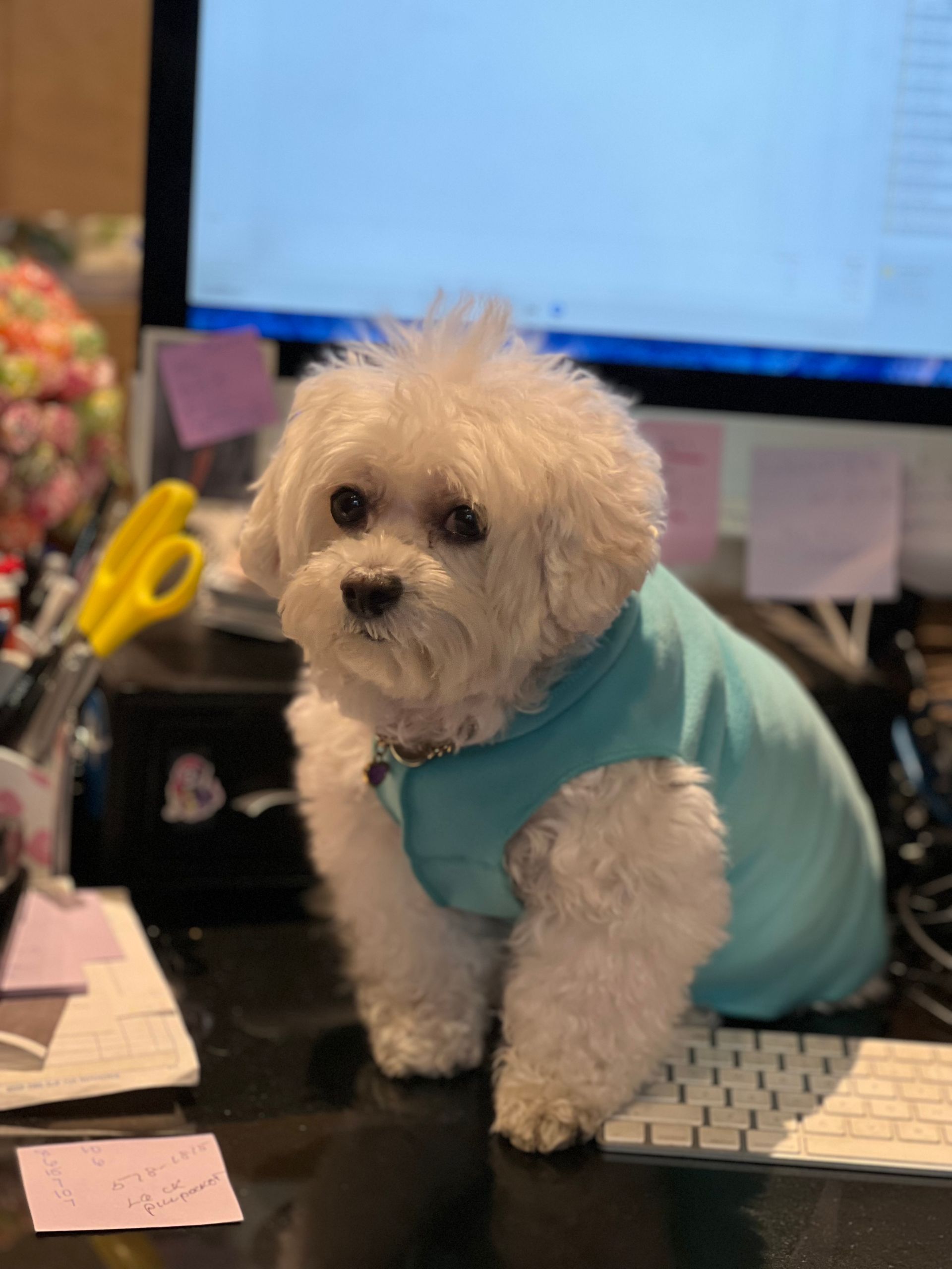 Cute dog with blue clothes