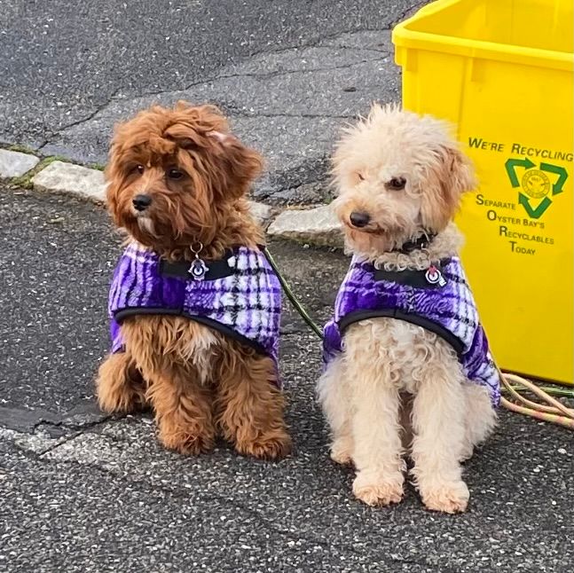 Dogs with identical outfit
