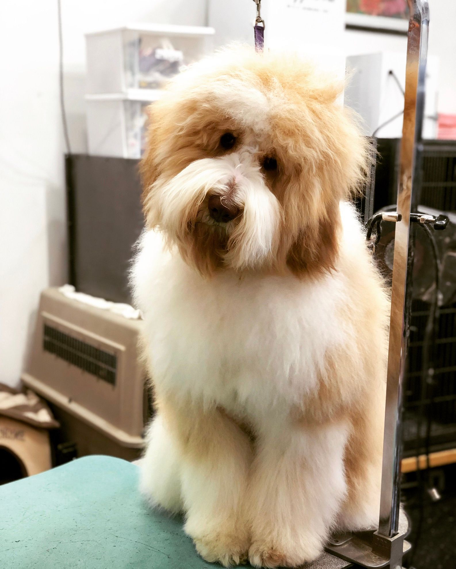 Dog with fluffy hair