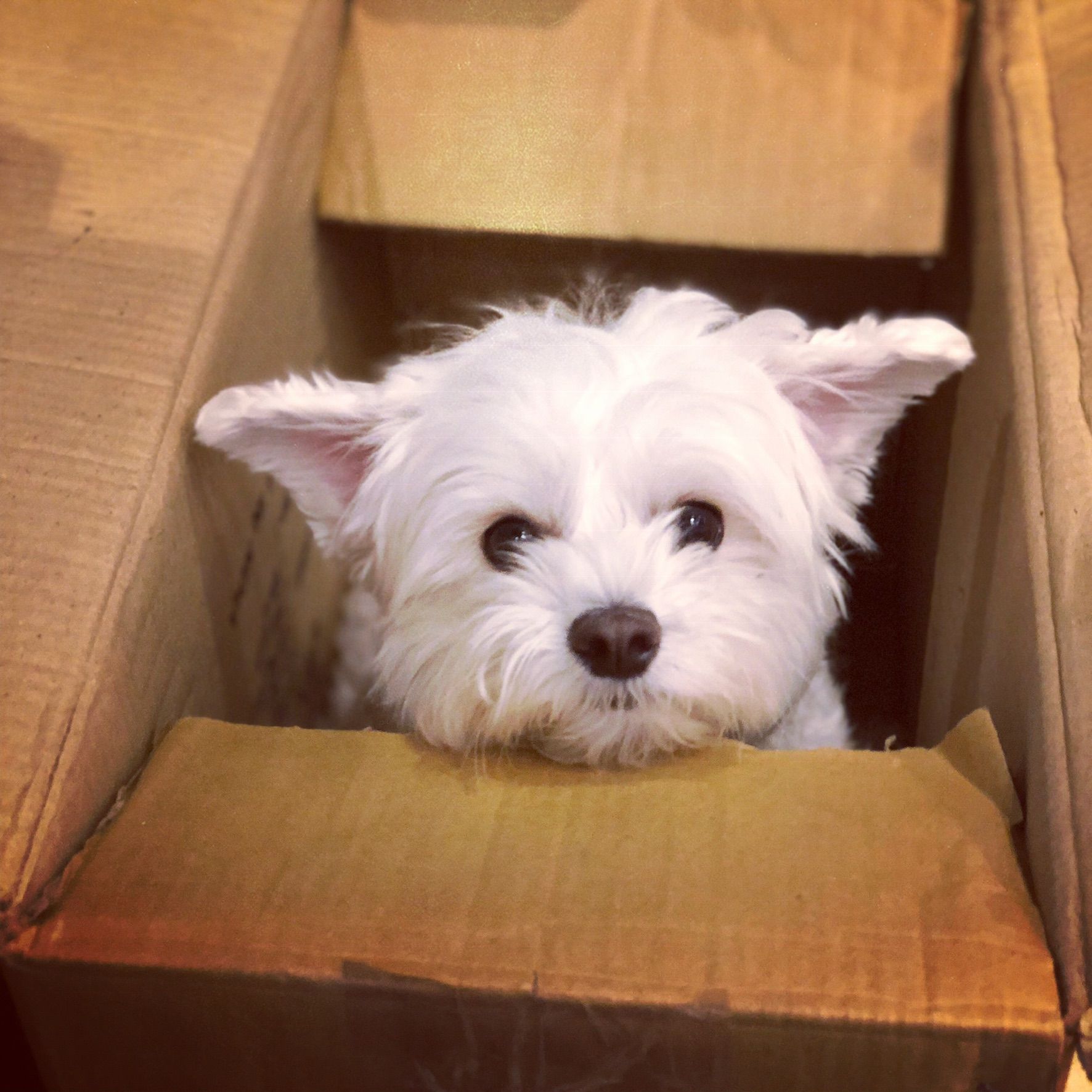 Cute dog in a box