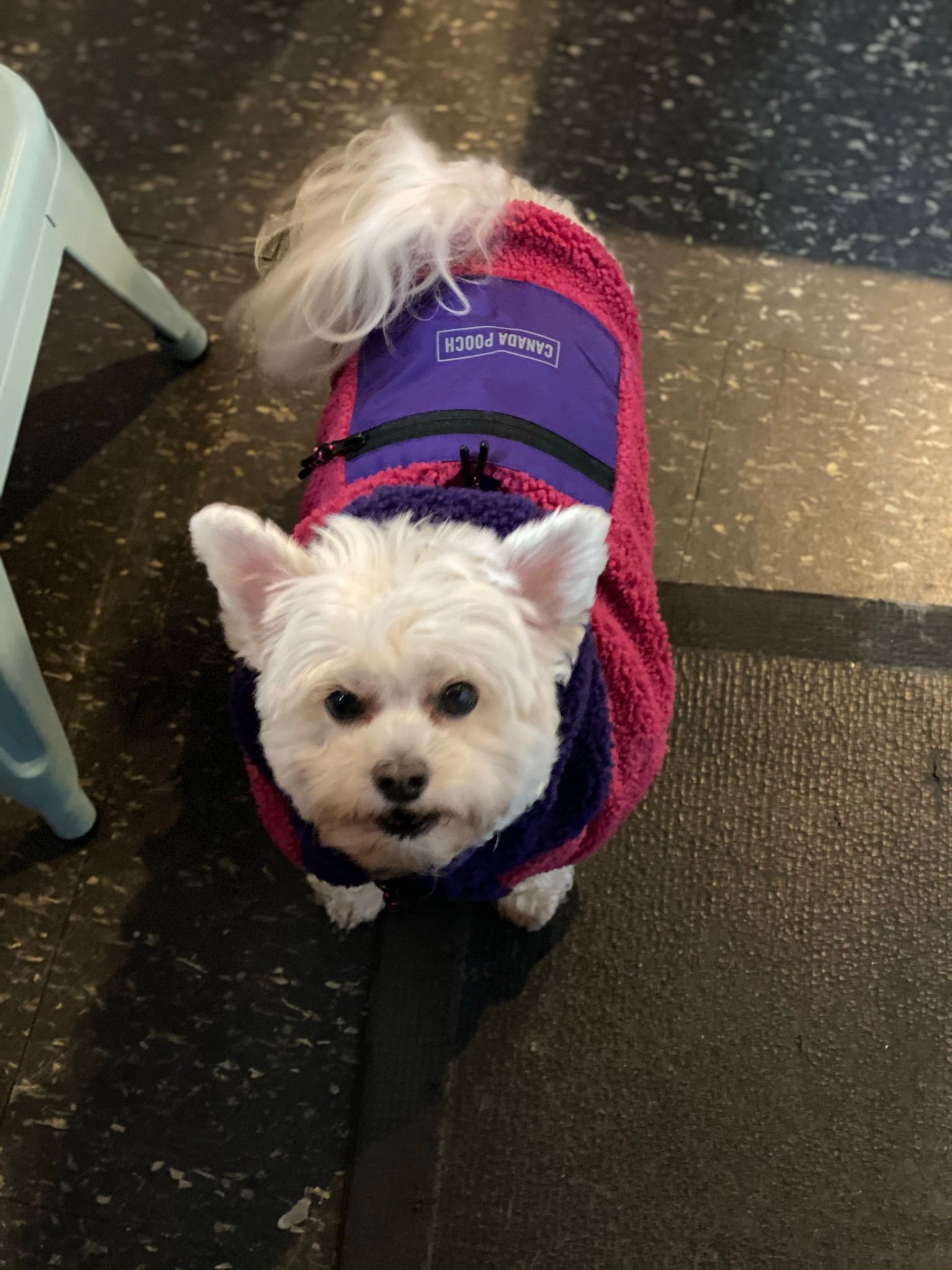 Small dog in a pink coat