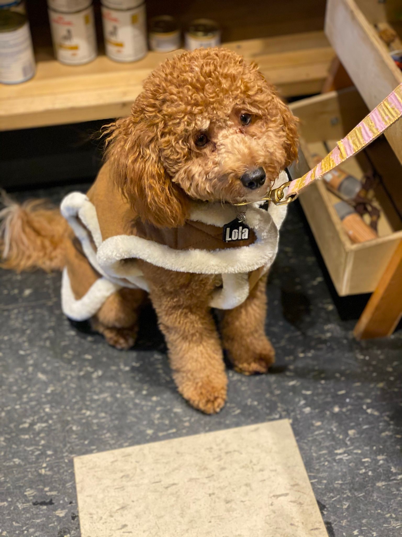 Cute dog in a brown coat