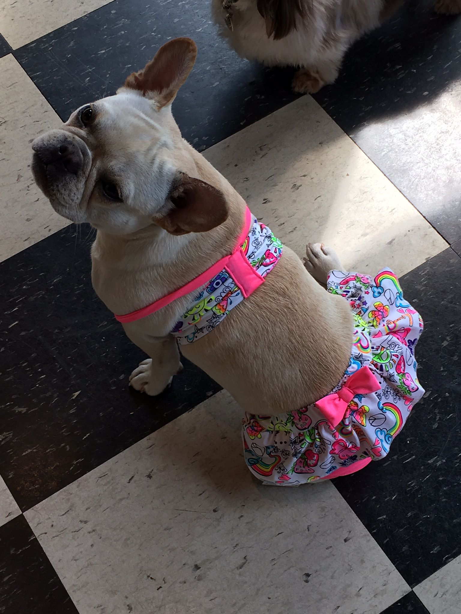 Cute dog in small dress