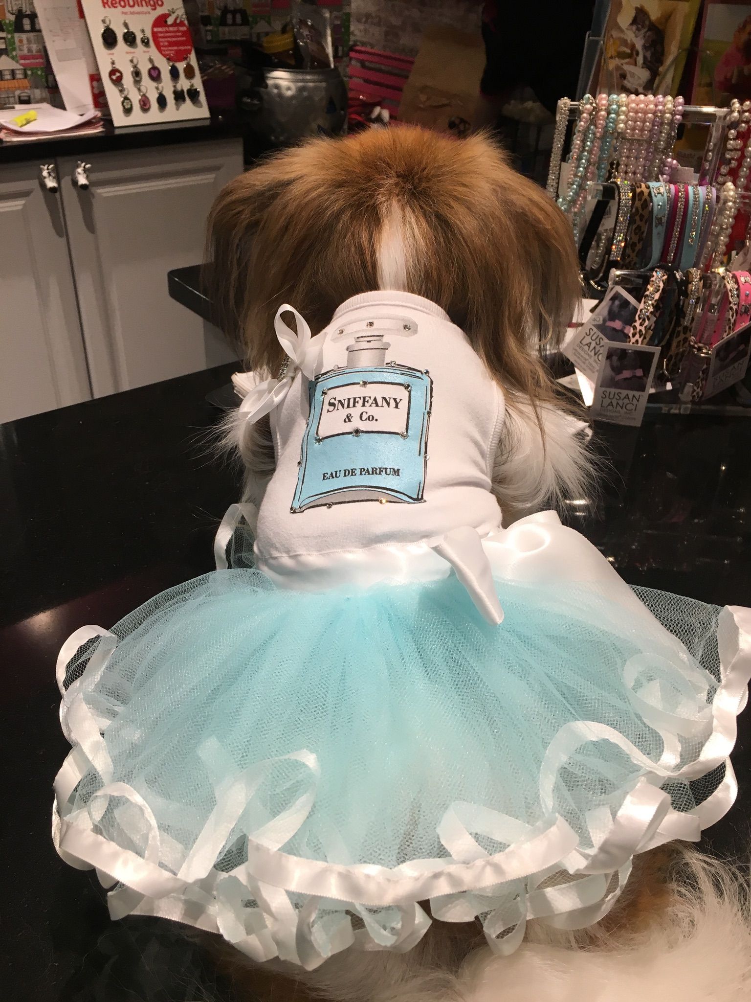 Dog in cute outfit