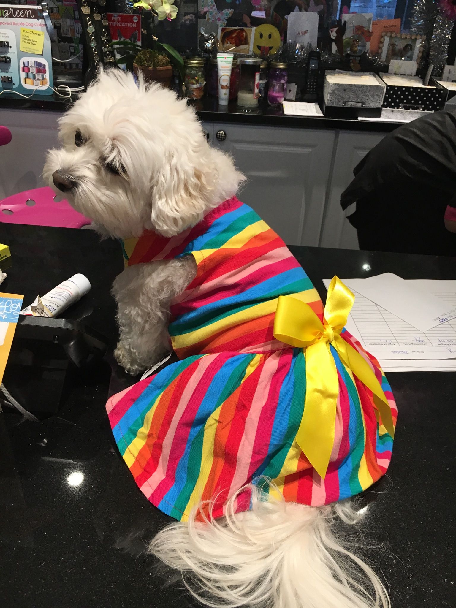 Dog in a colorful dress