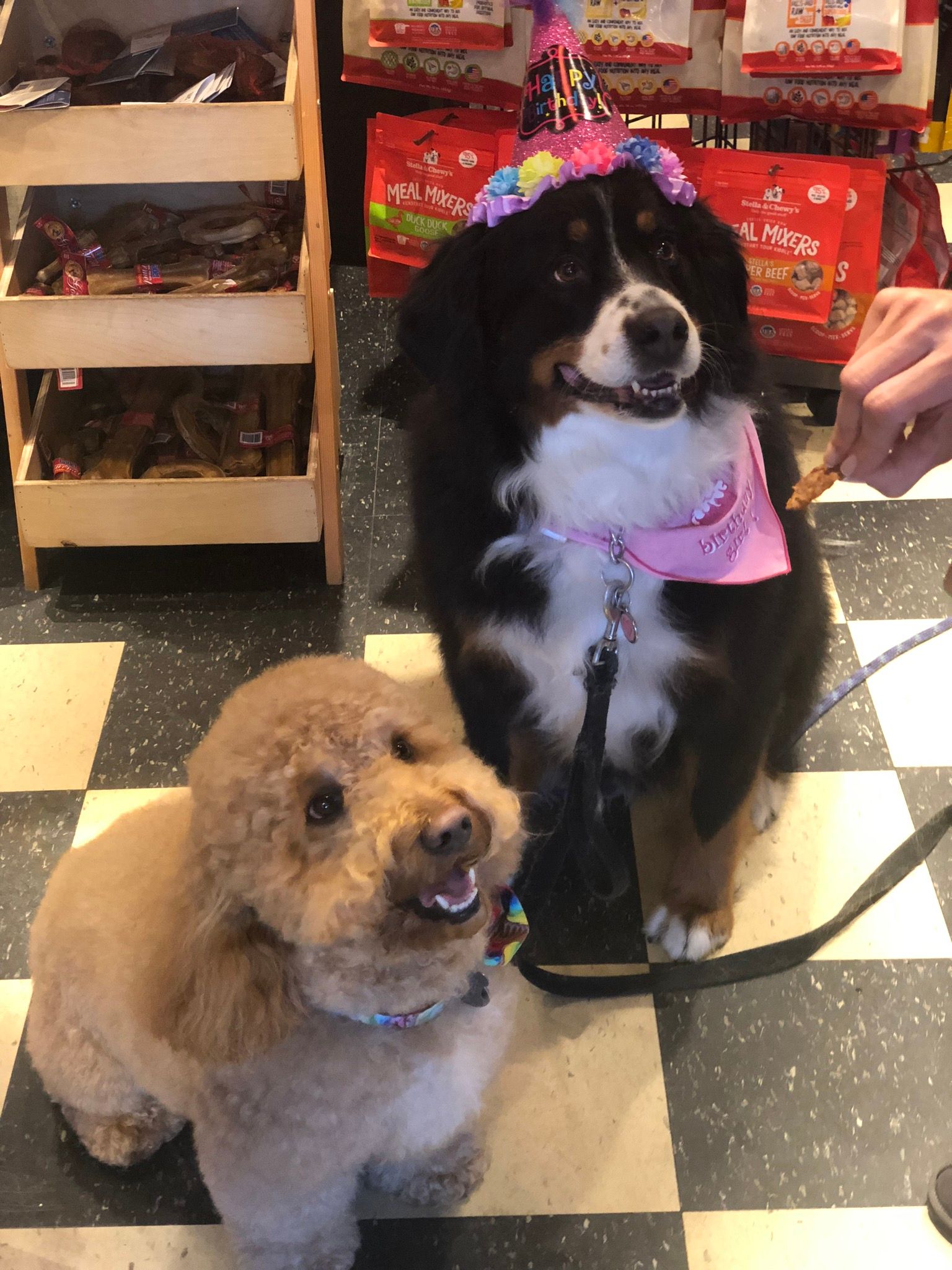 Dog with cute accessories