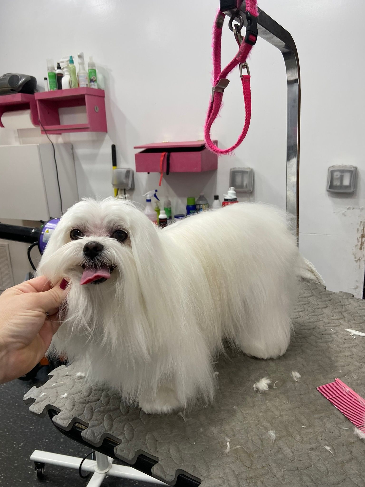Dog grooming