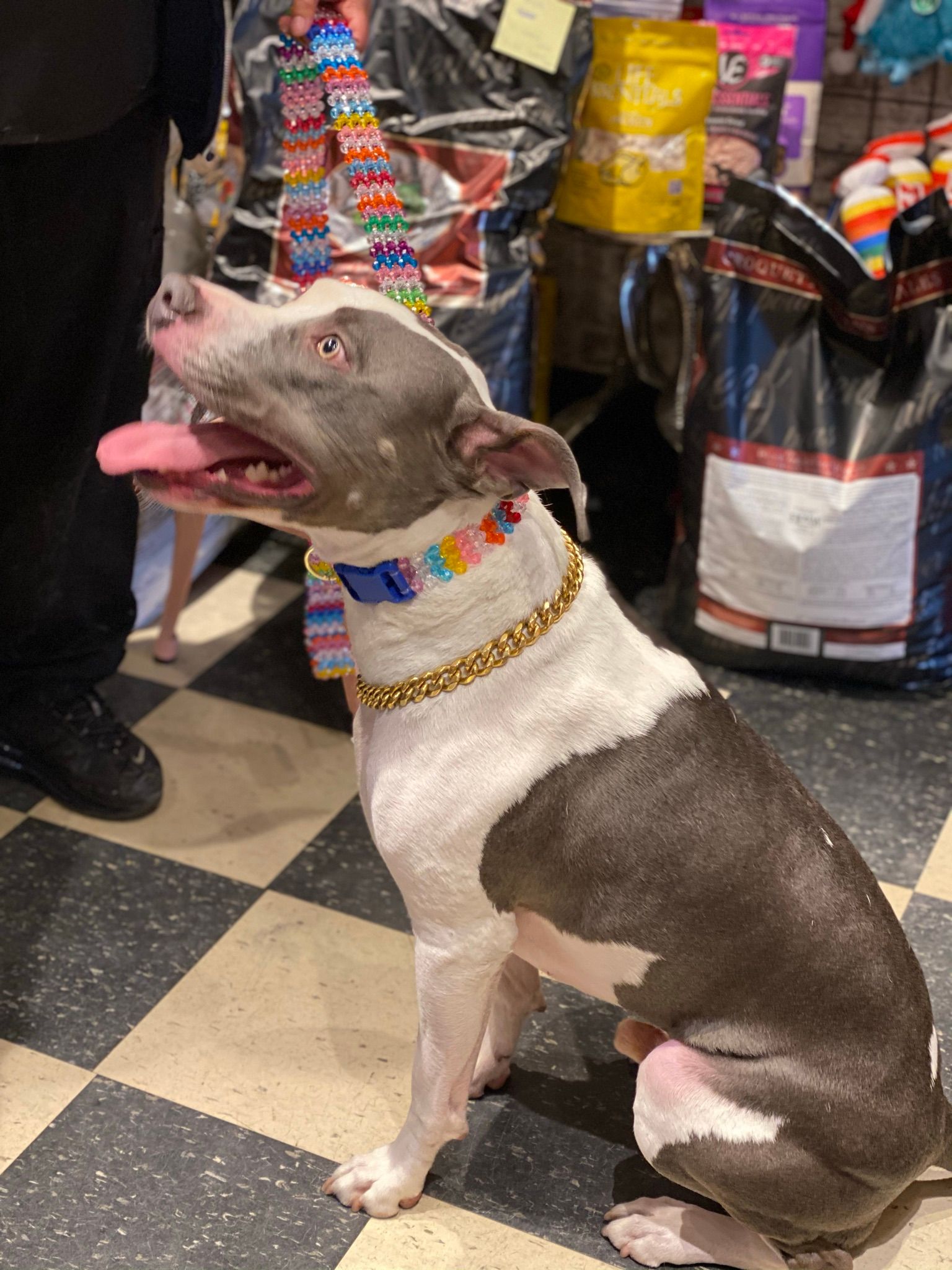 Dog with a colorful and gold leash