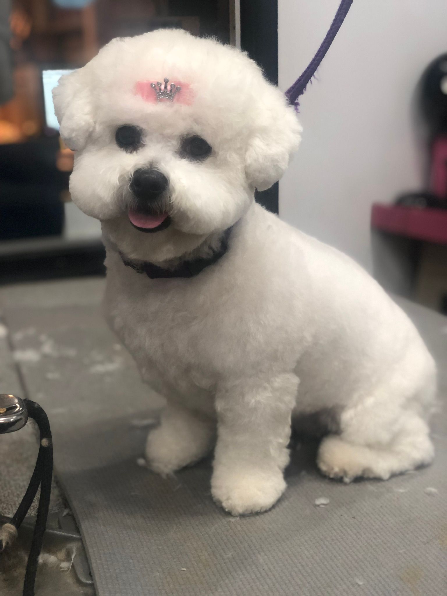 White dog with pink hair clip