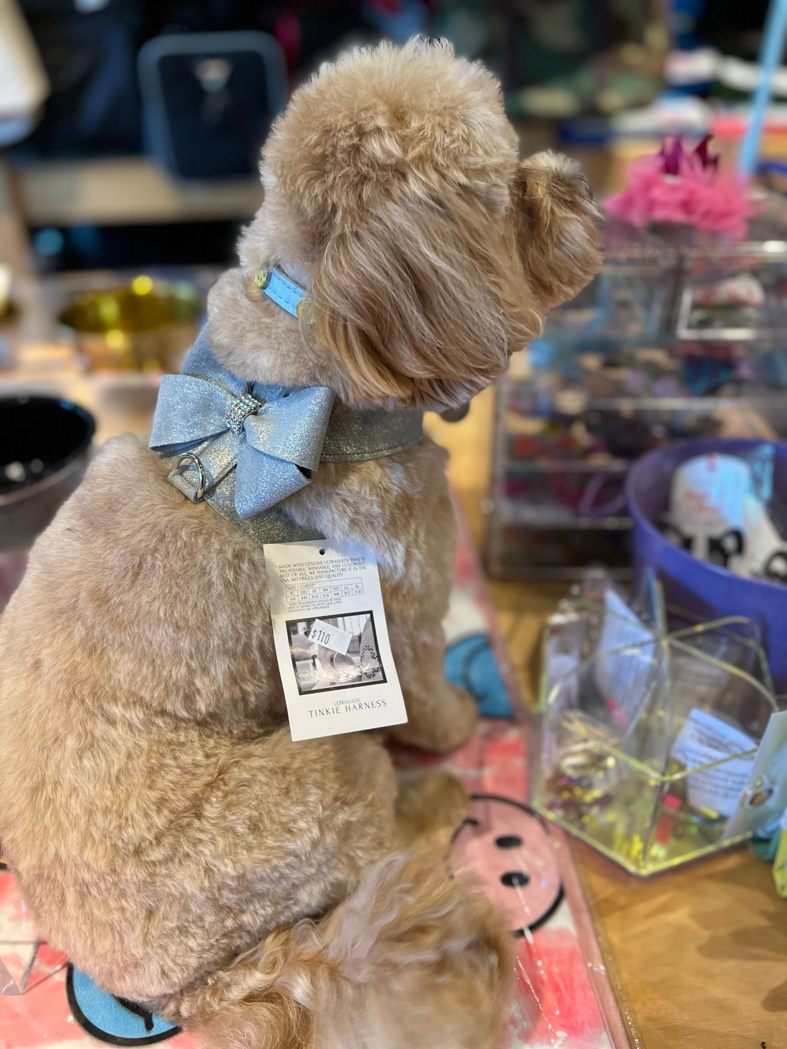 Dog with blue ribbon