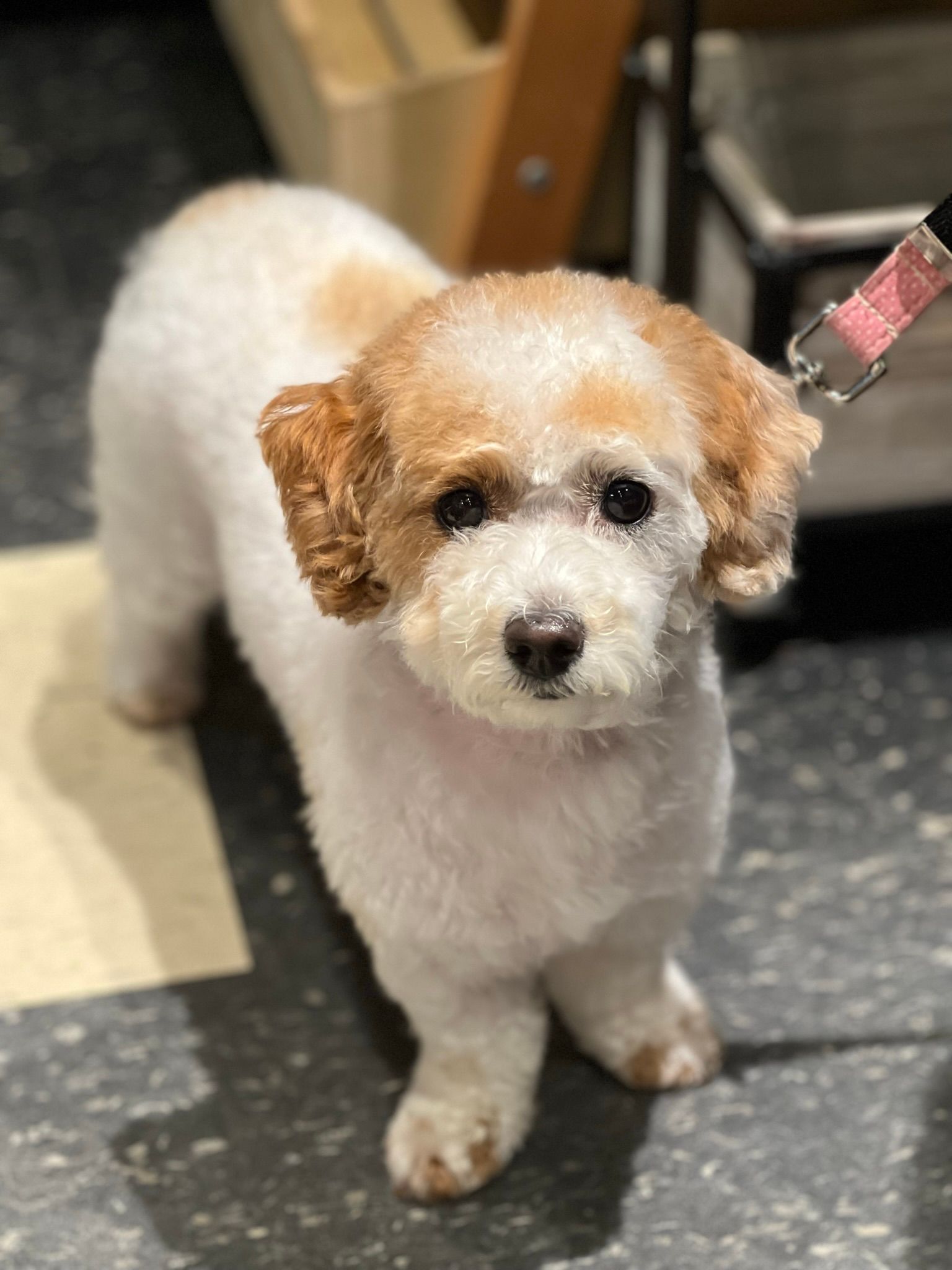 Cute brown and white dog