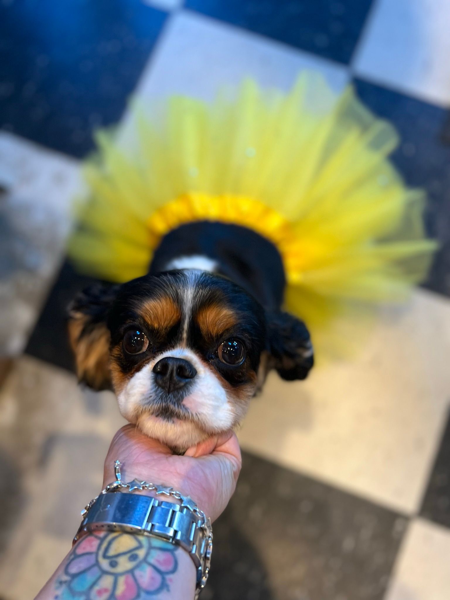 Small dog in yellow tutu skirt