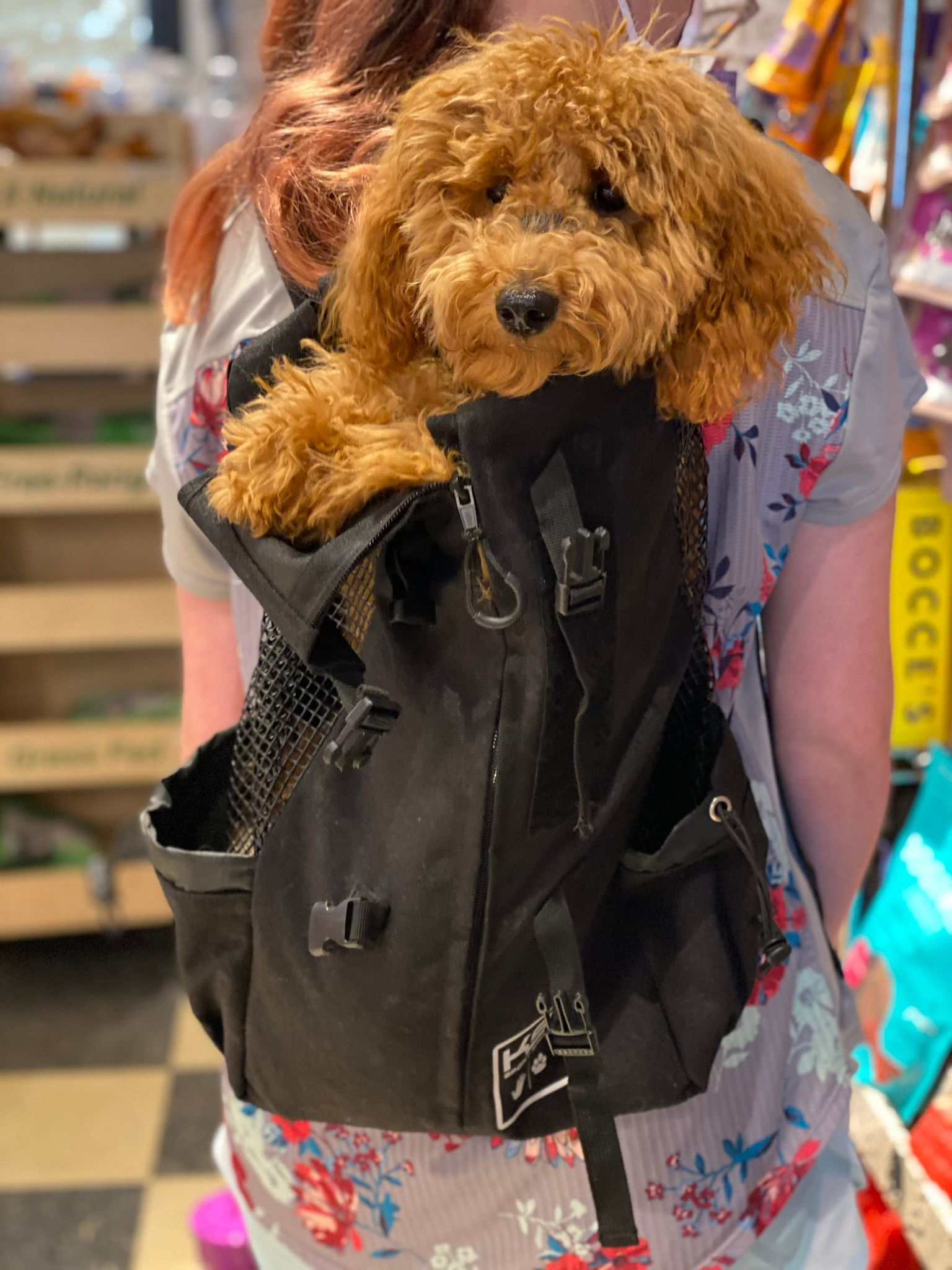 Cute dog in a body bag