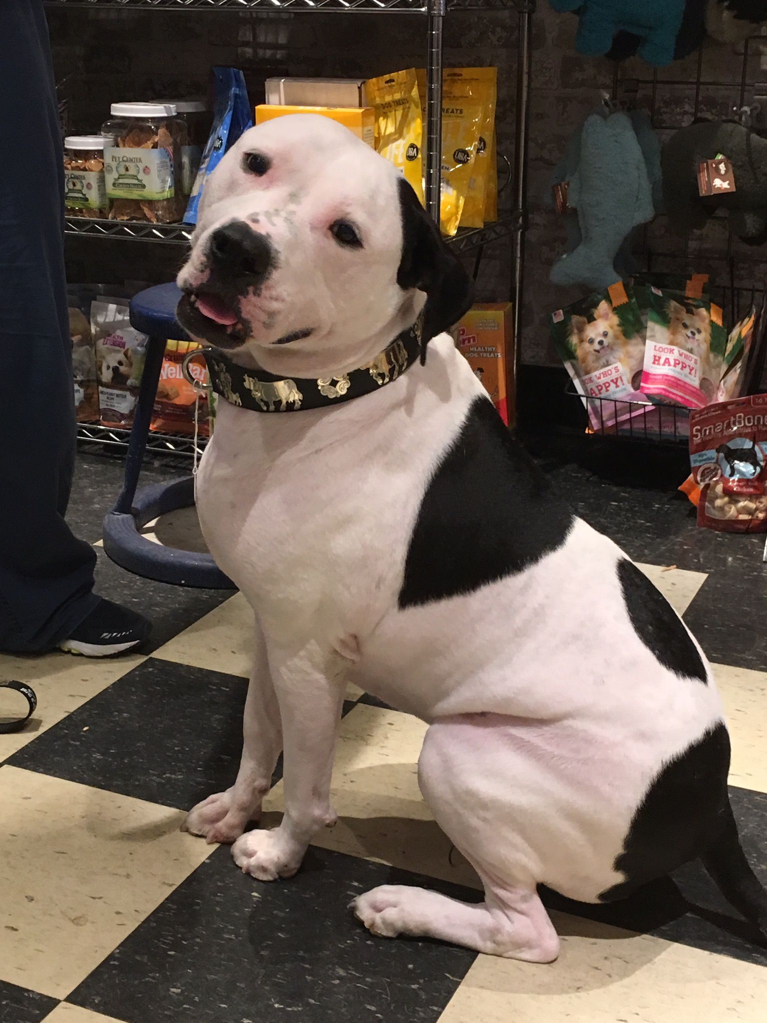 Big dog with cute collar