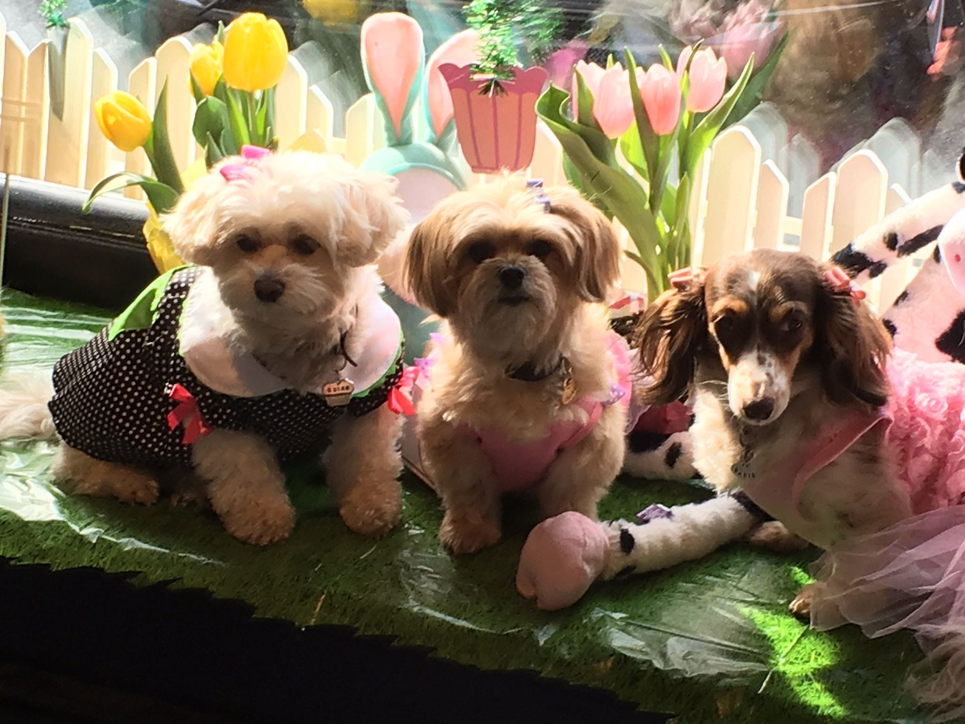 Three cute dogs
