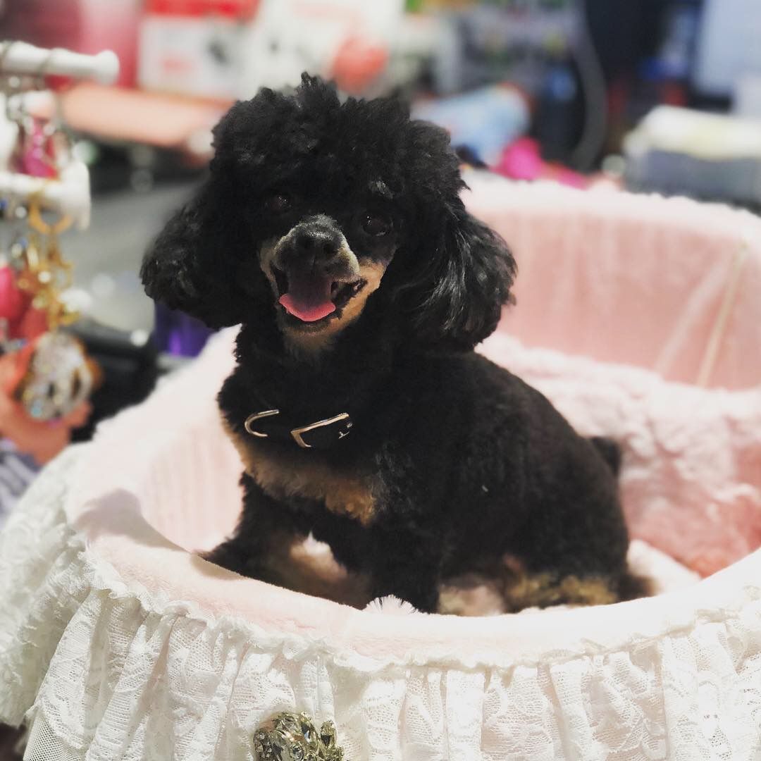 Small dog in a cute bed