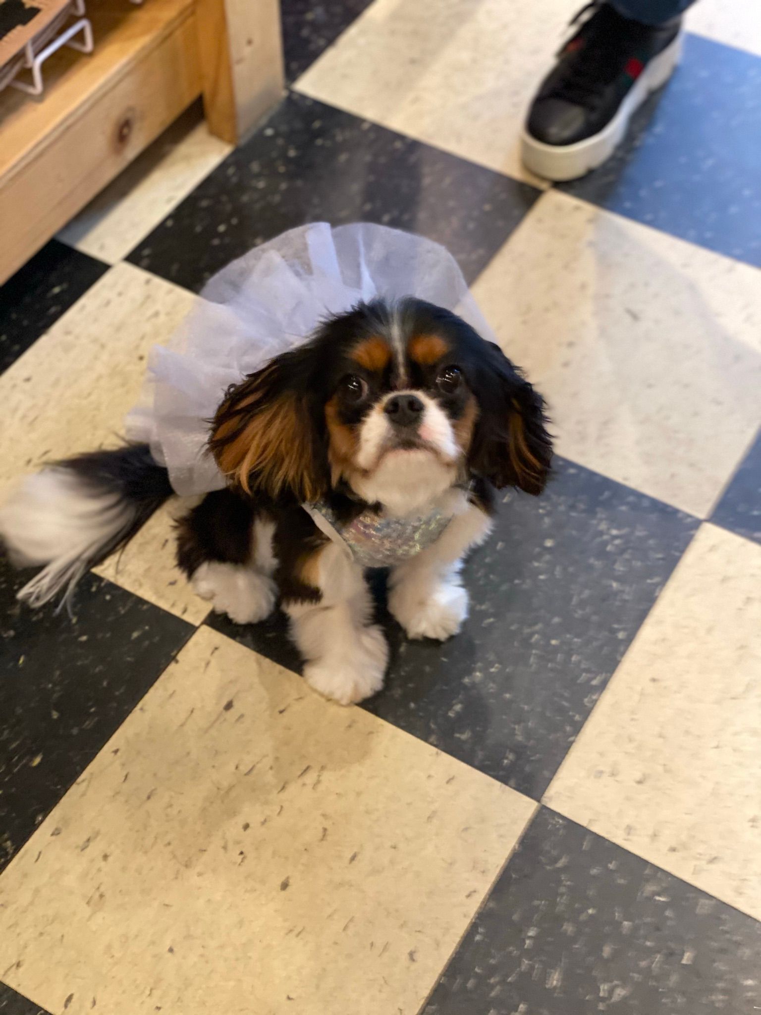 Small dog in tutu skirt
