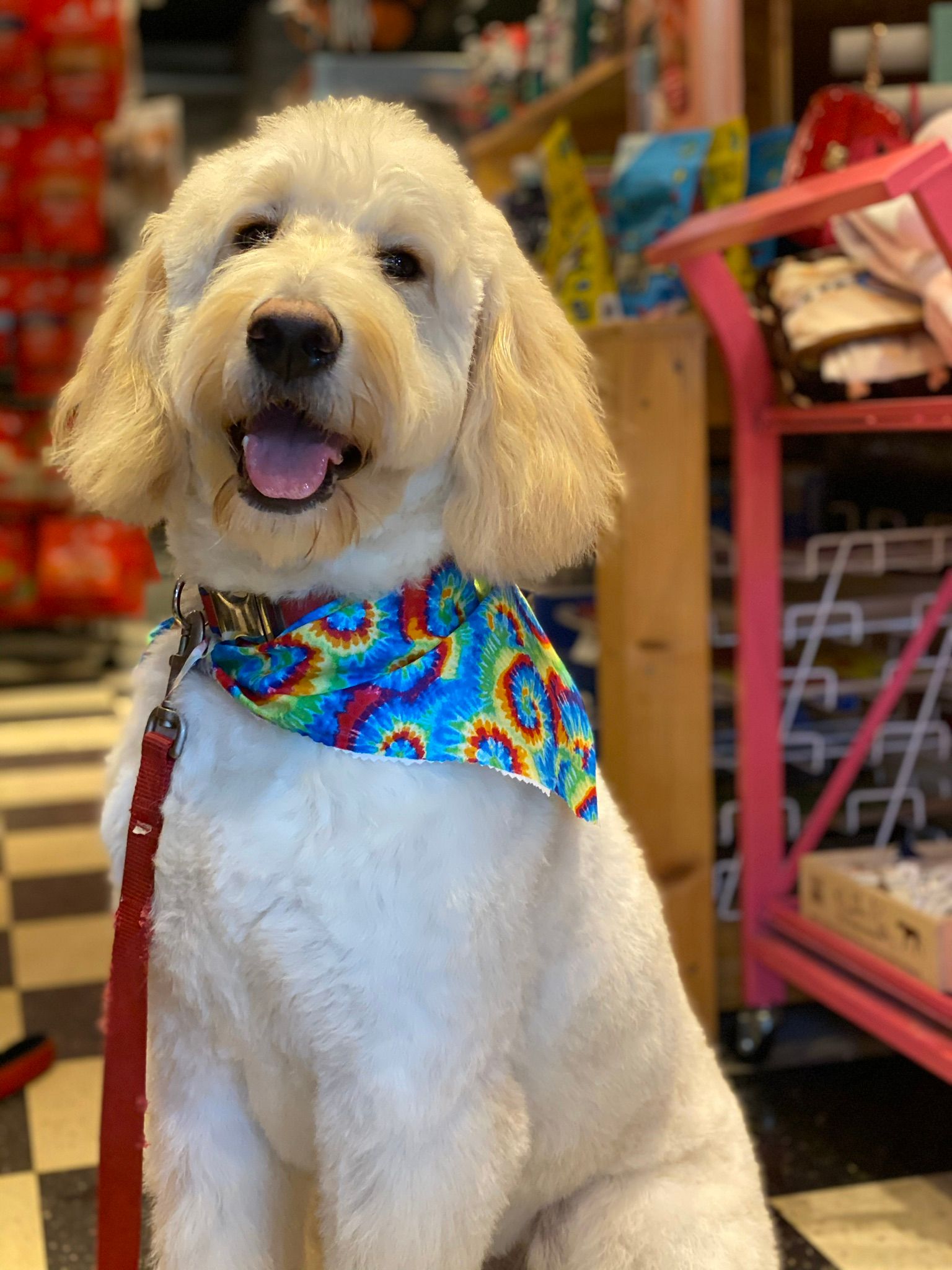 Dog with colorful scarf