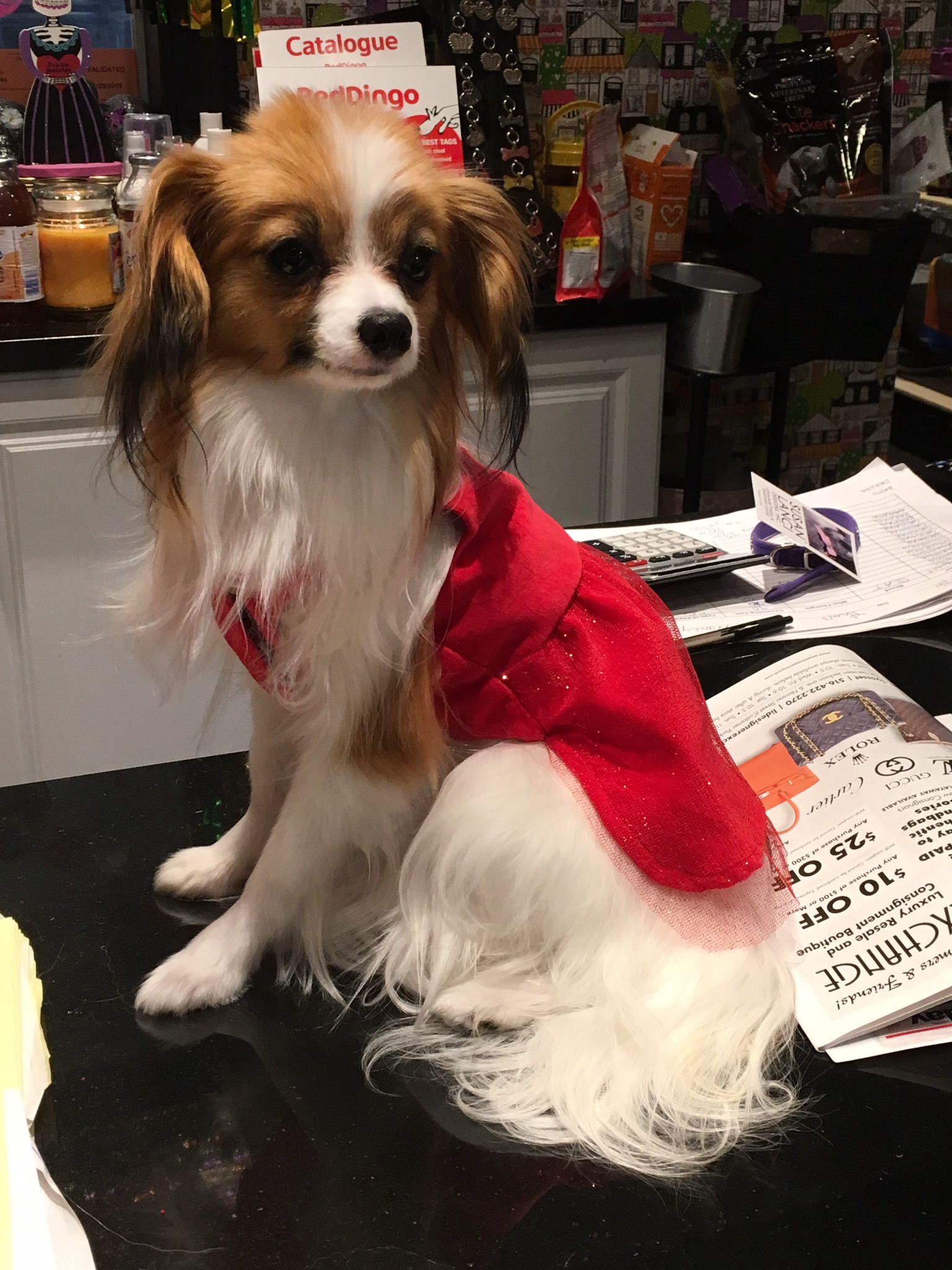 Cute dog in red dress