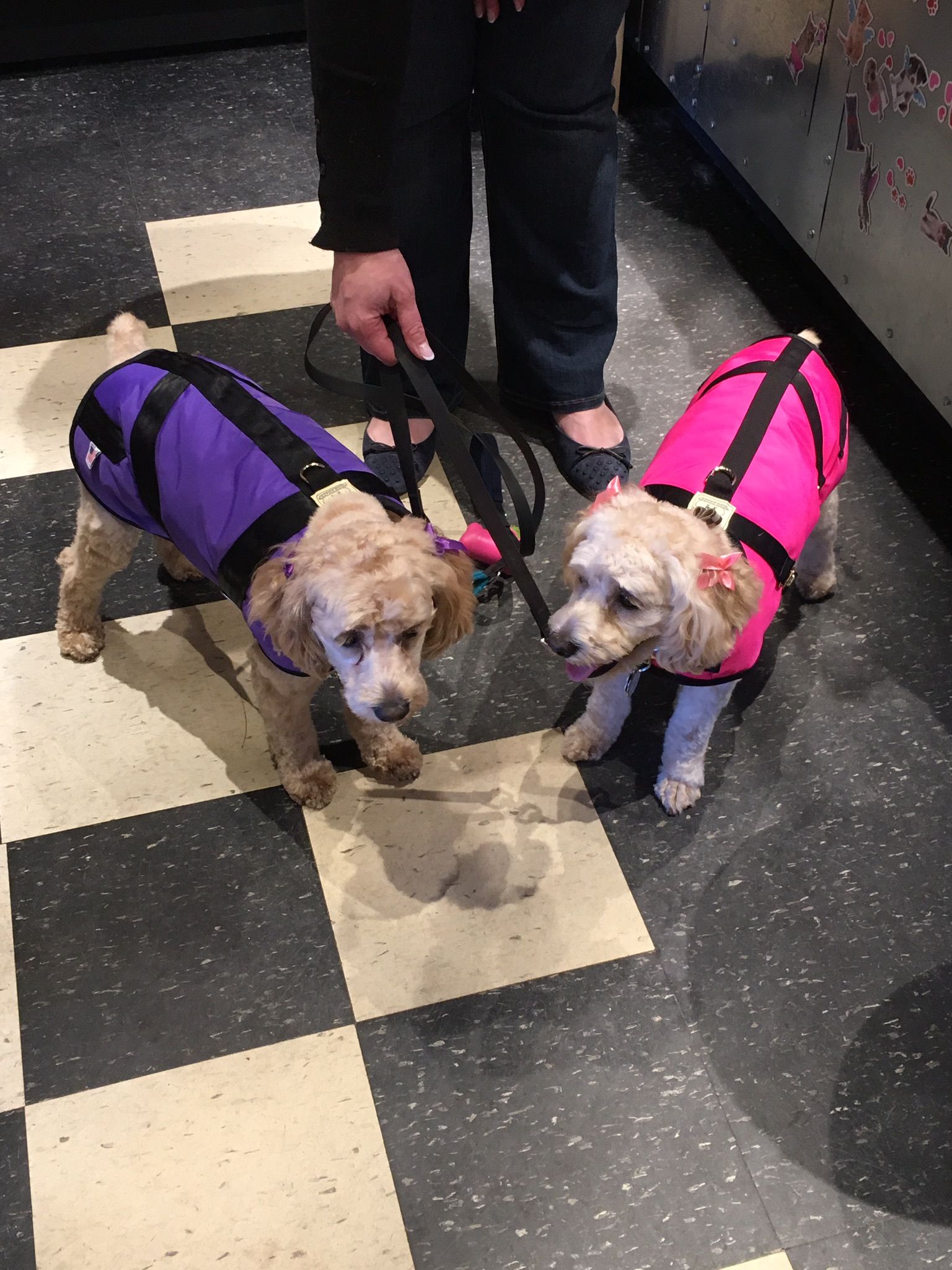 Two dogs with body leash