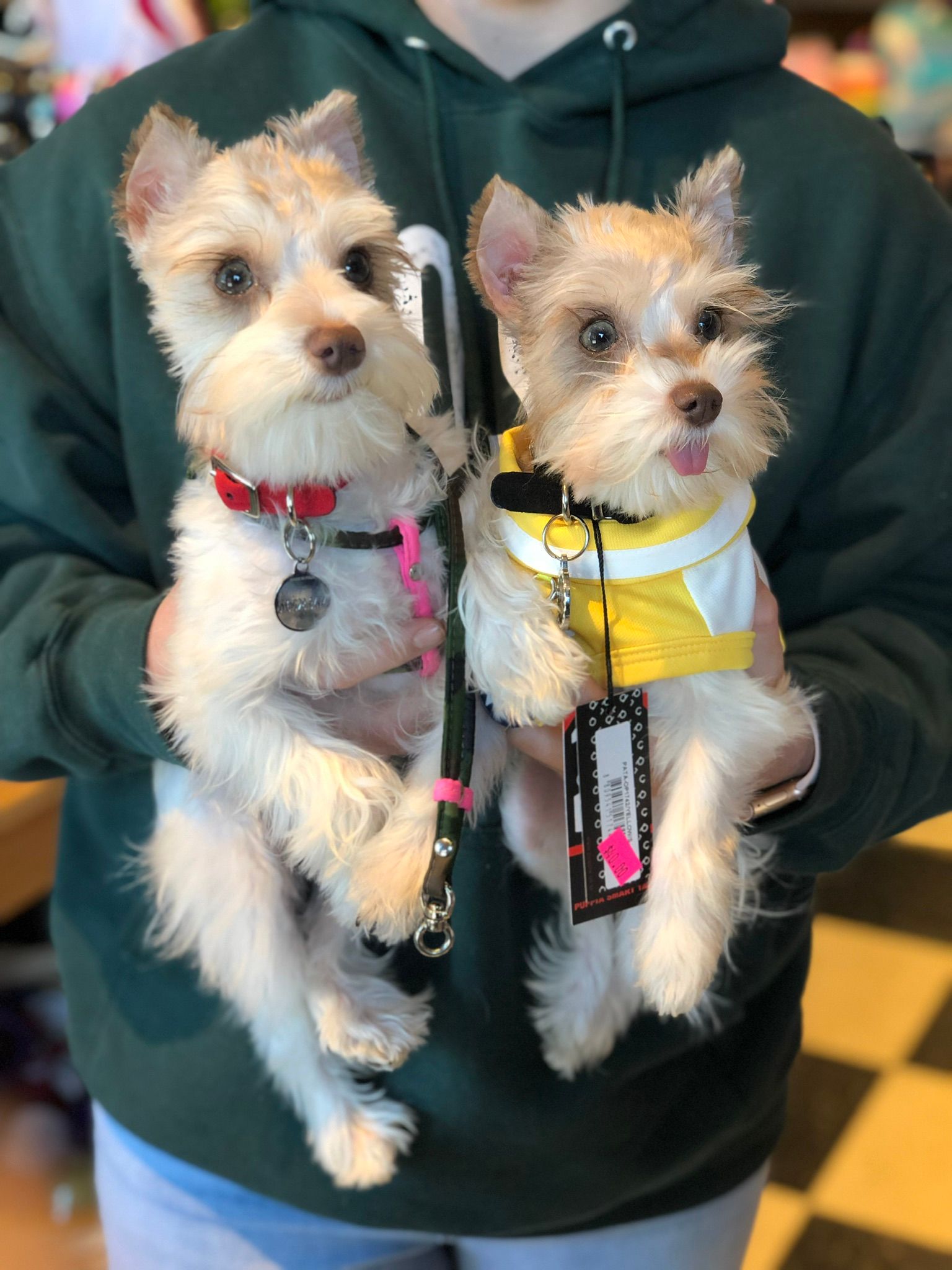 Two dogs with collars