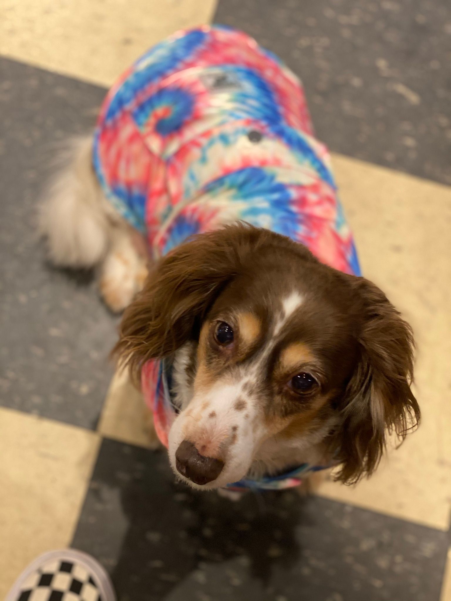 Cute dog in colorful outfit
