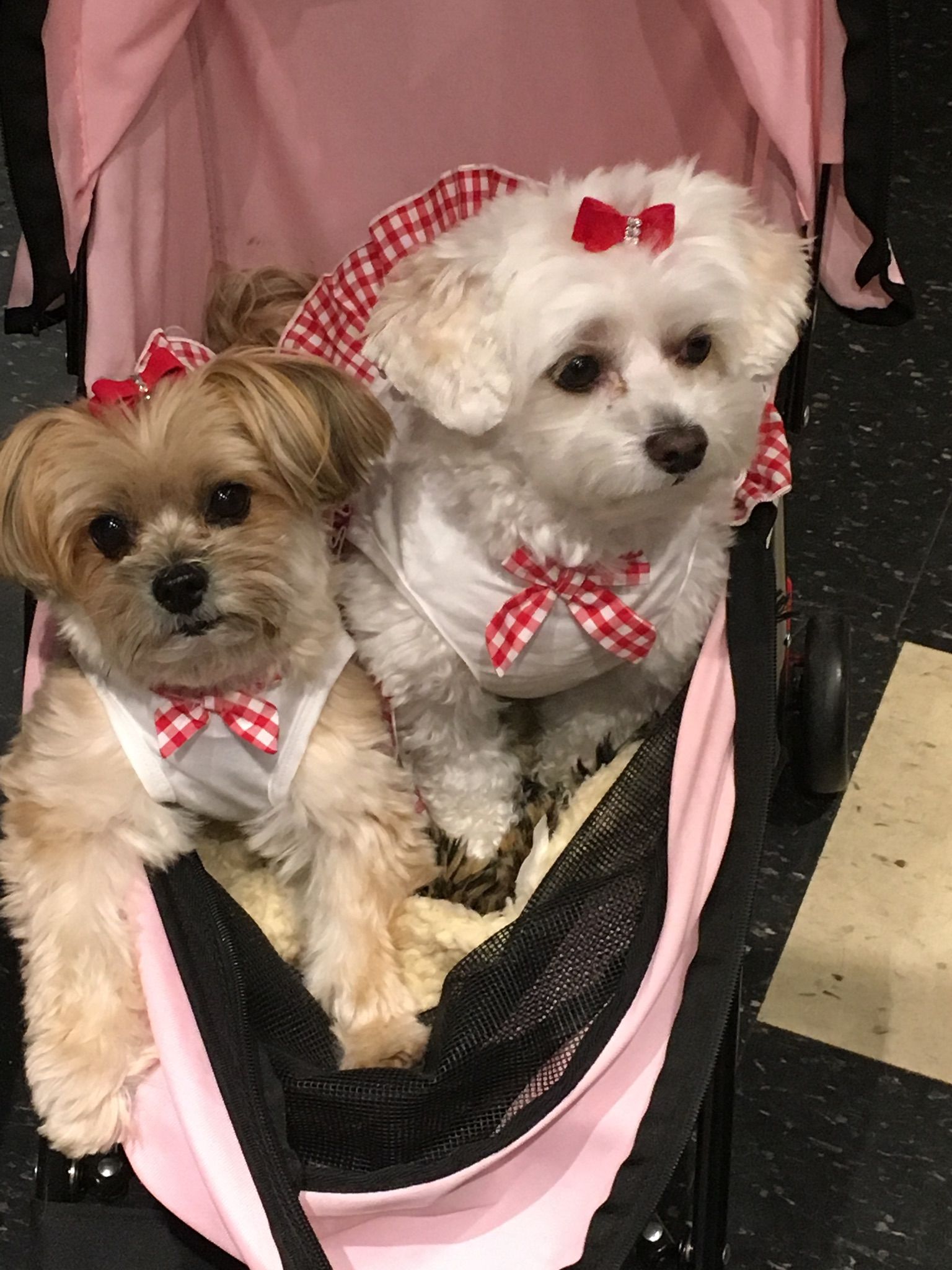 Two dogs with red ribbons