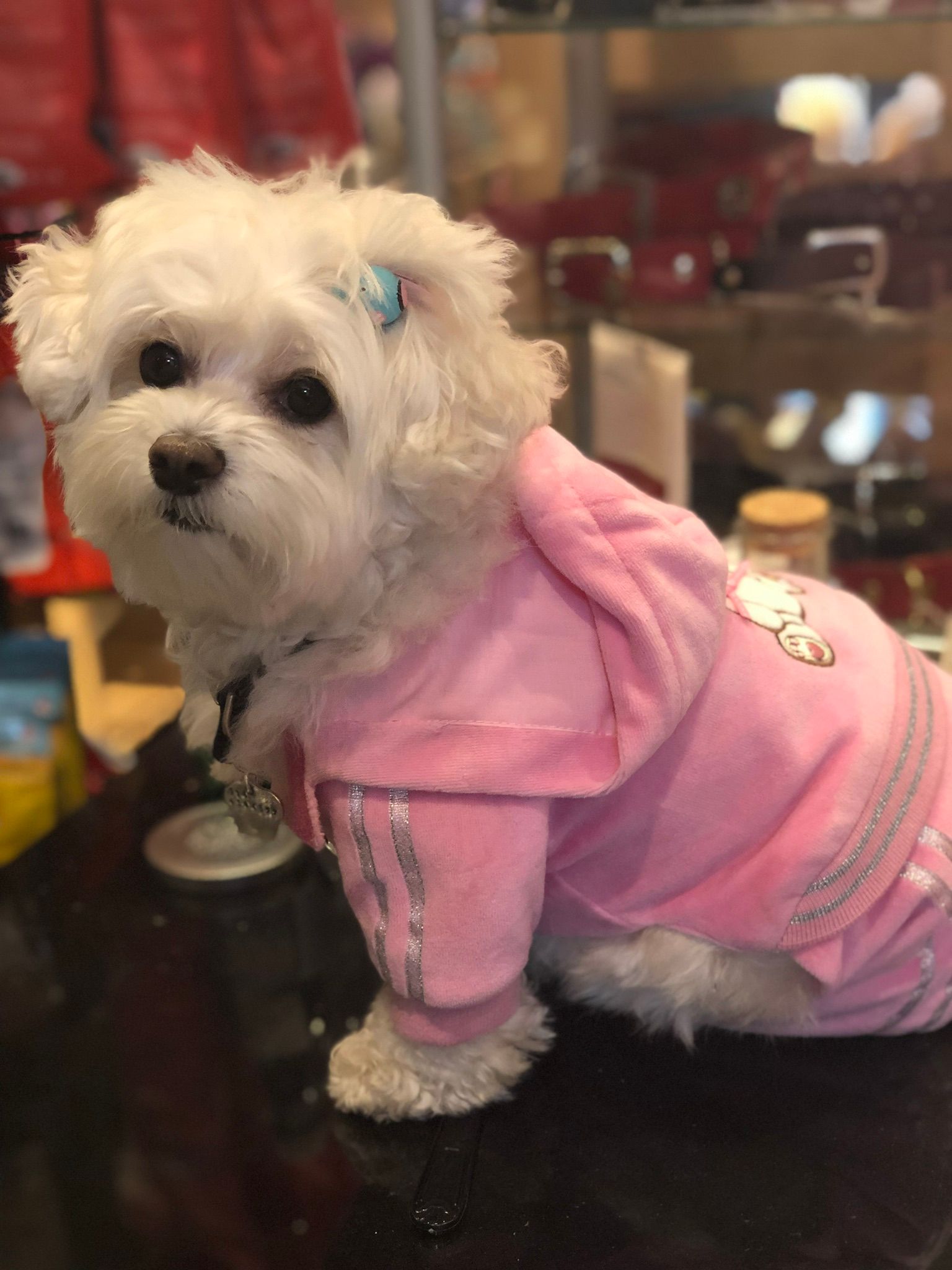 Cute dog in pink tracksuit