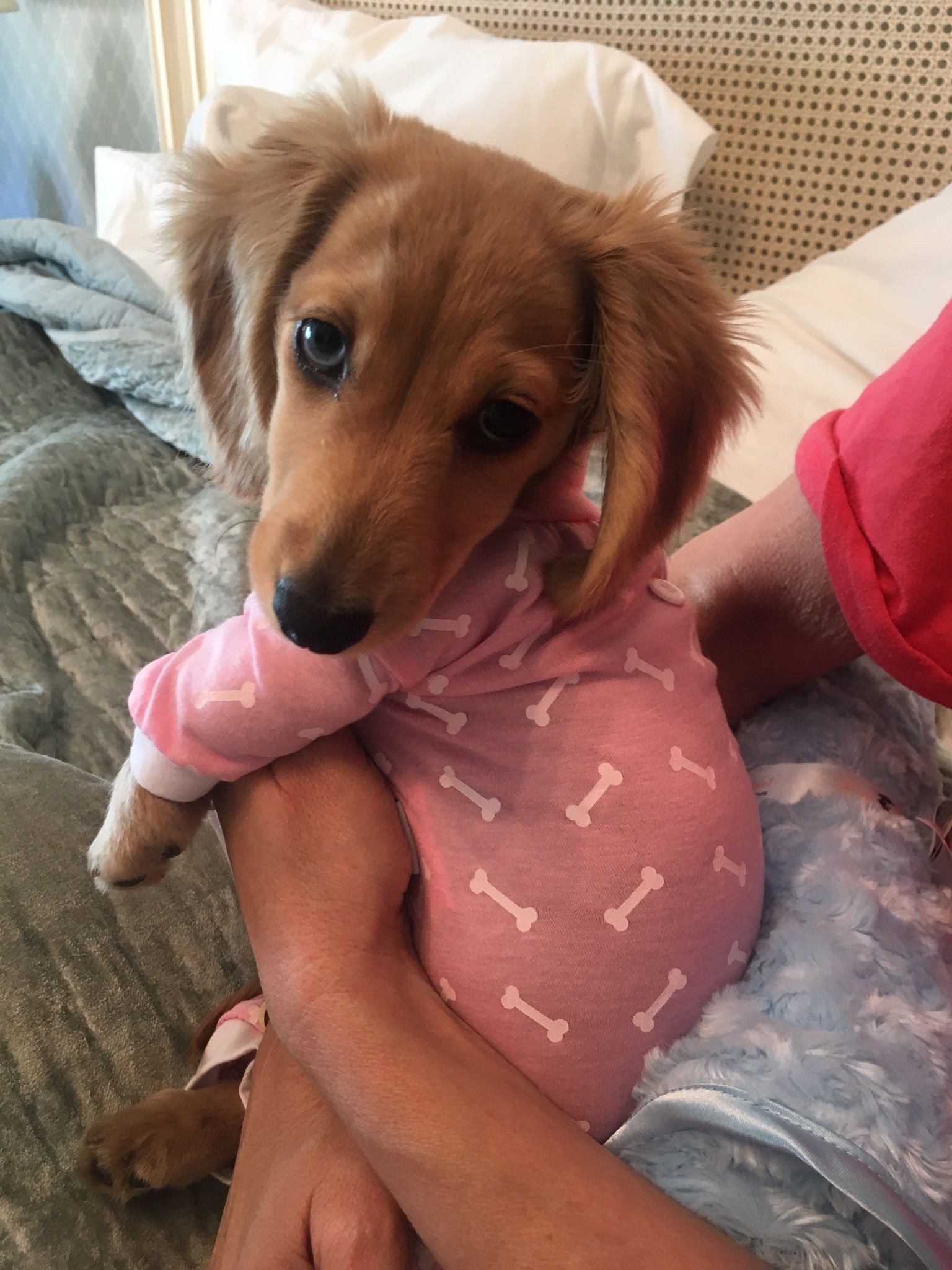 Cute dog in pink pajama