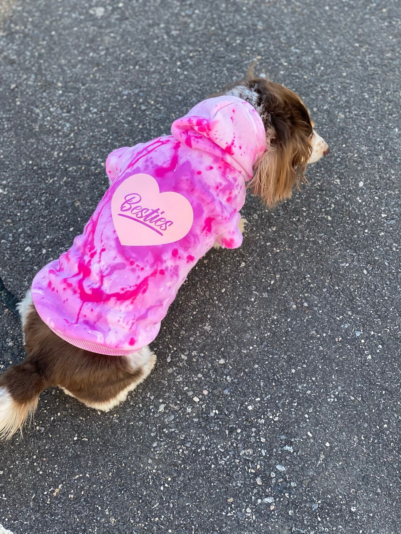 Small dog with pink cute outfit