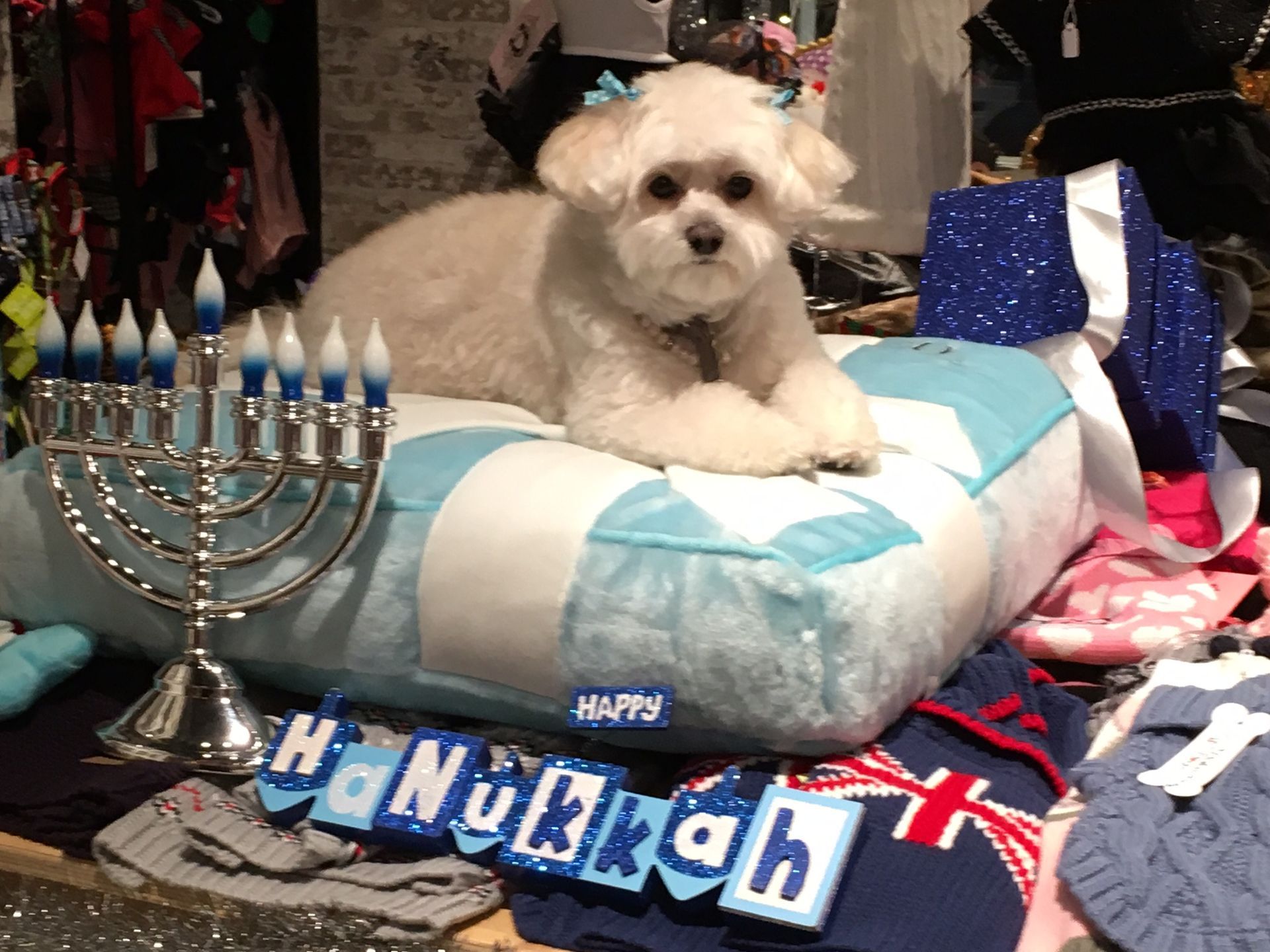 Cute white dog with hair ribbons