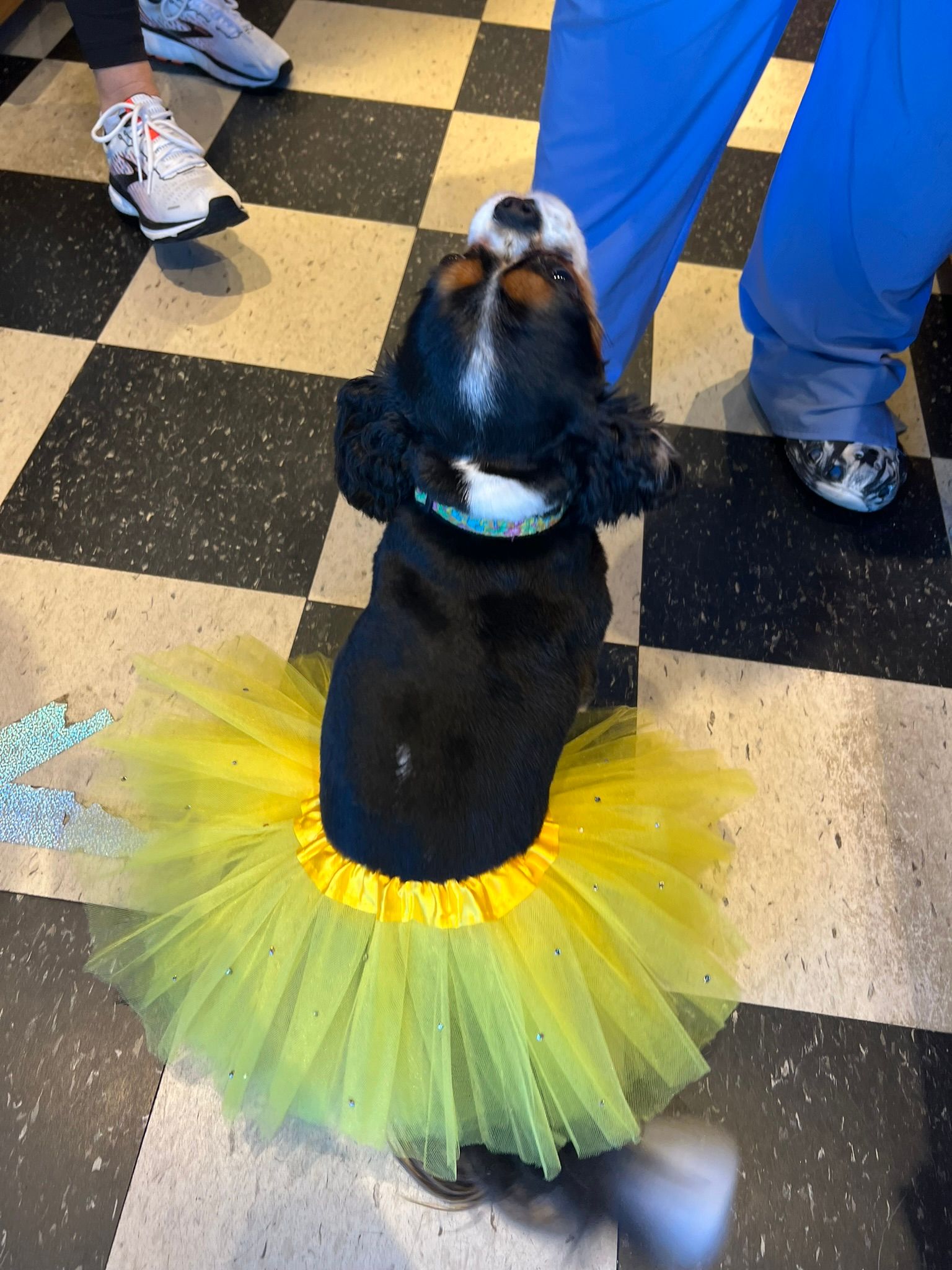 Small dog in yellow skirt