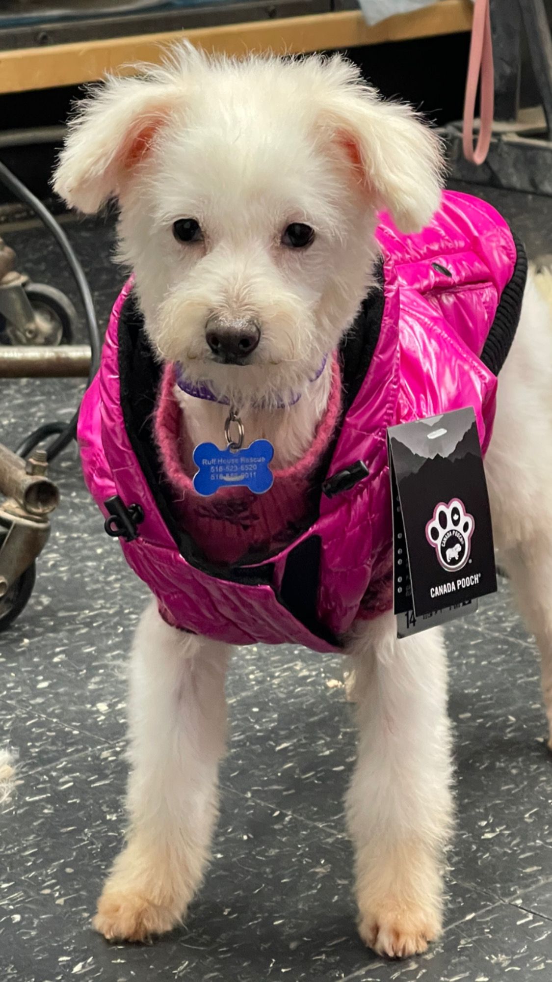 White dog with pink vest