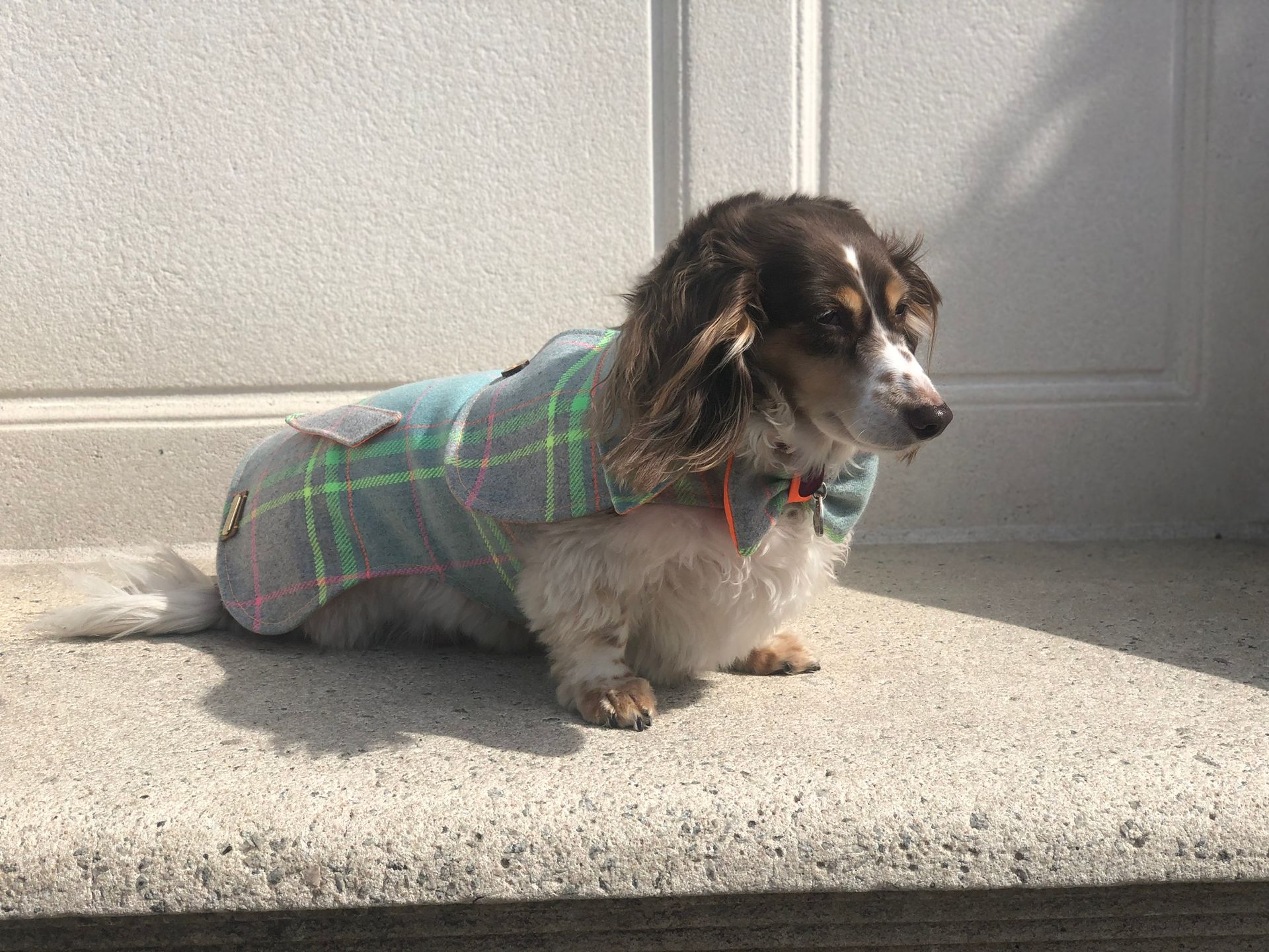 Cute dog with a bow tie