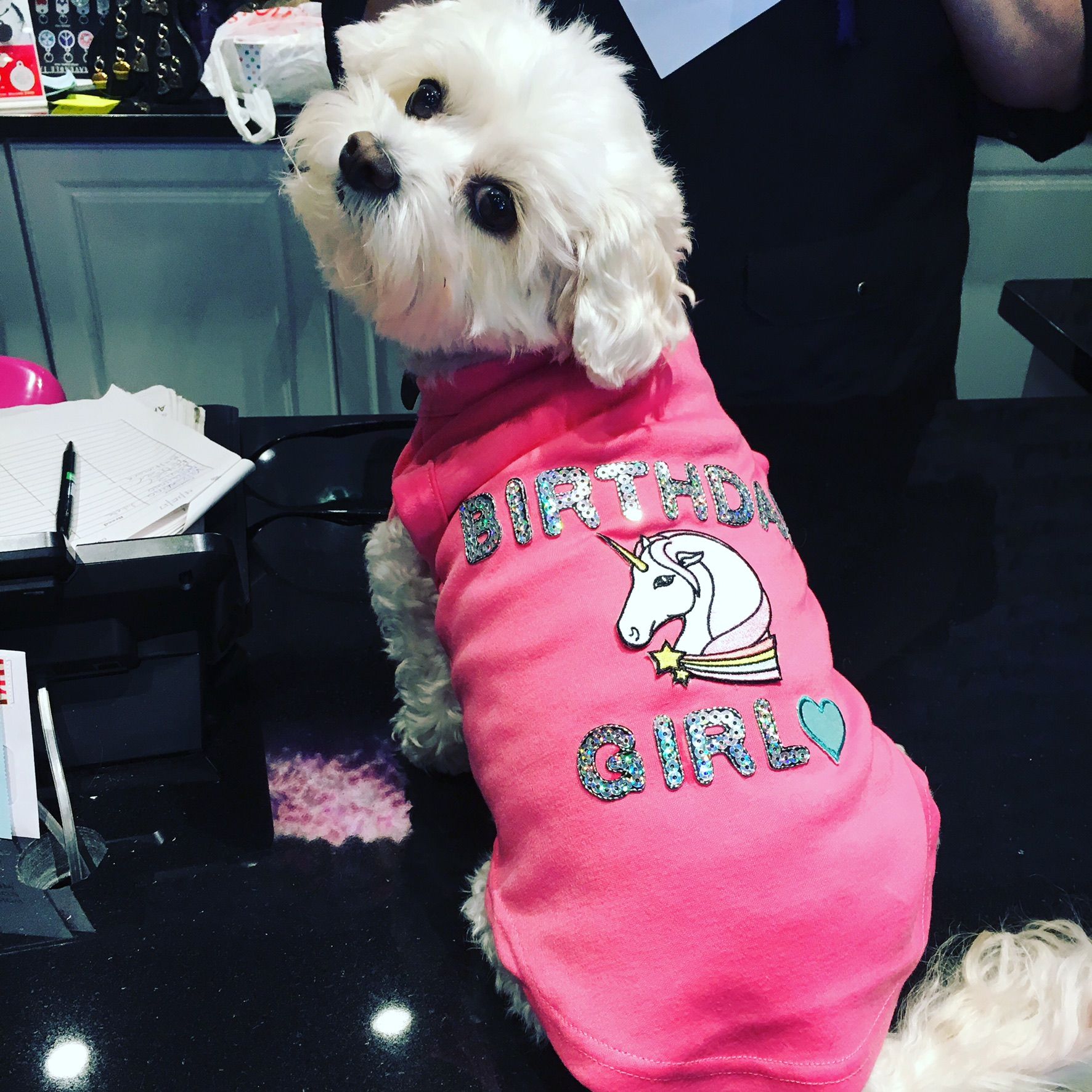 Dog in a birthday girl shirt