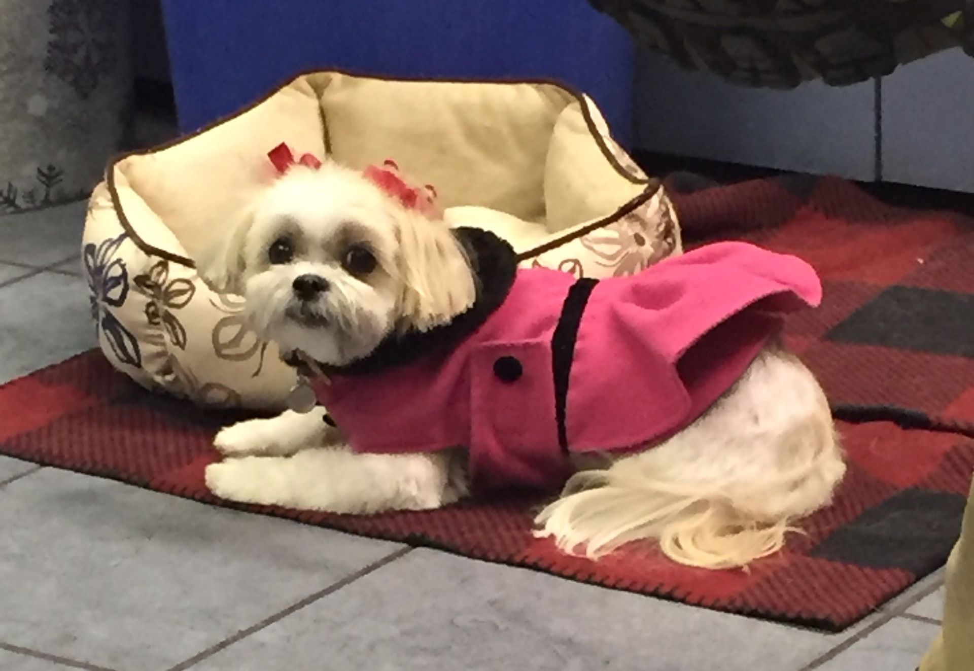 Small dog in a pink outfit