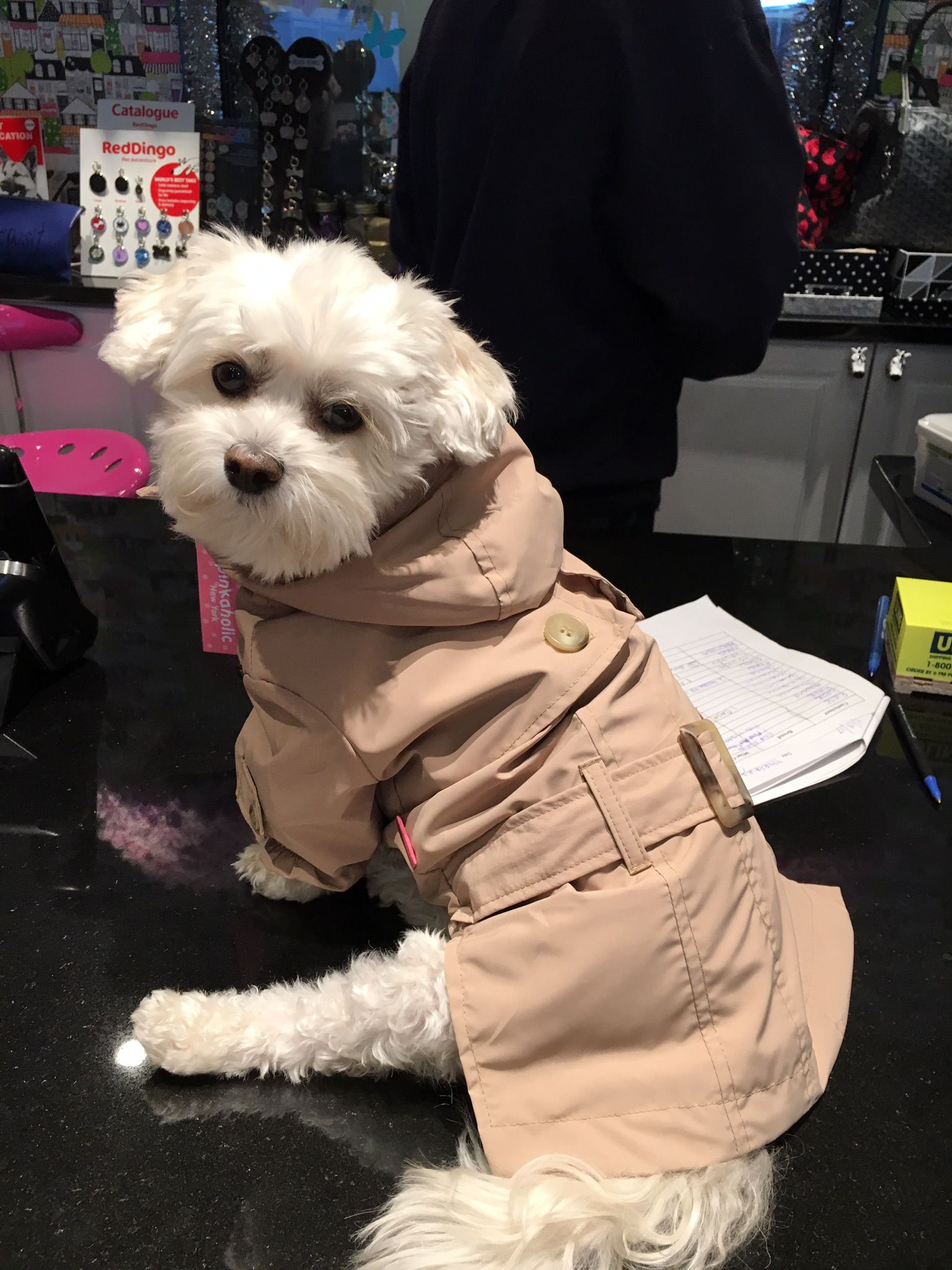 Cute white dog with a coat