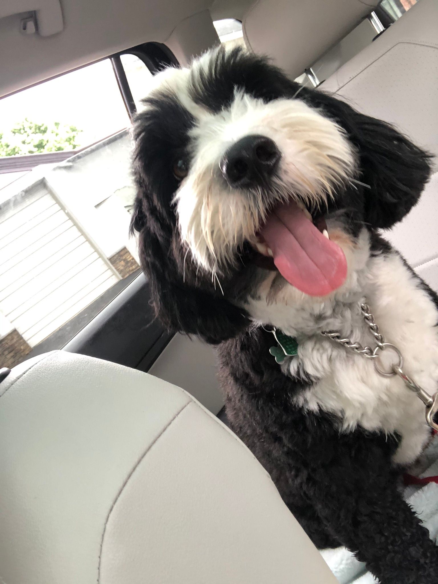 Dog with its tongue out