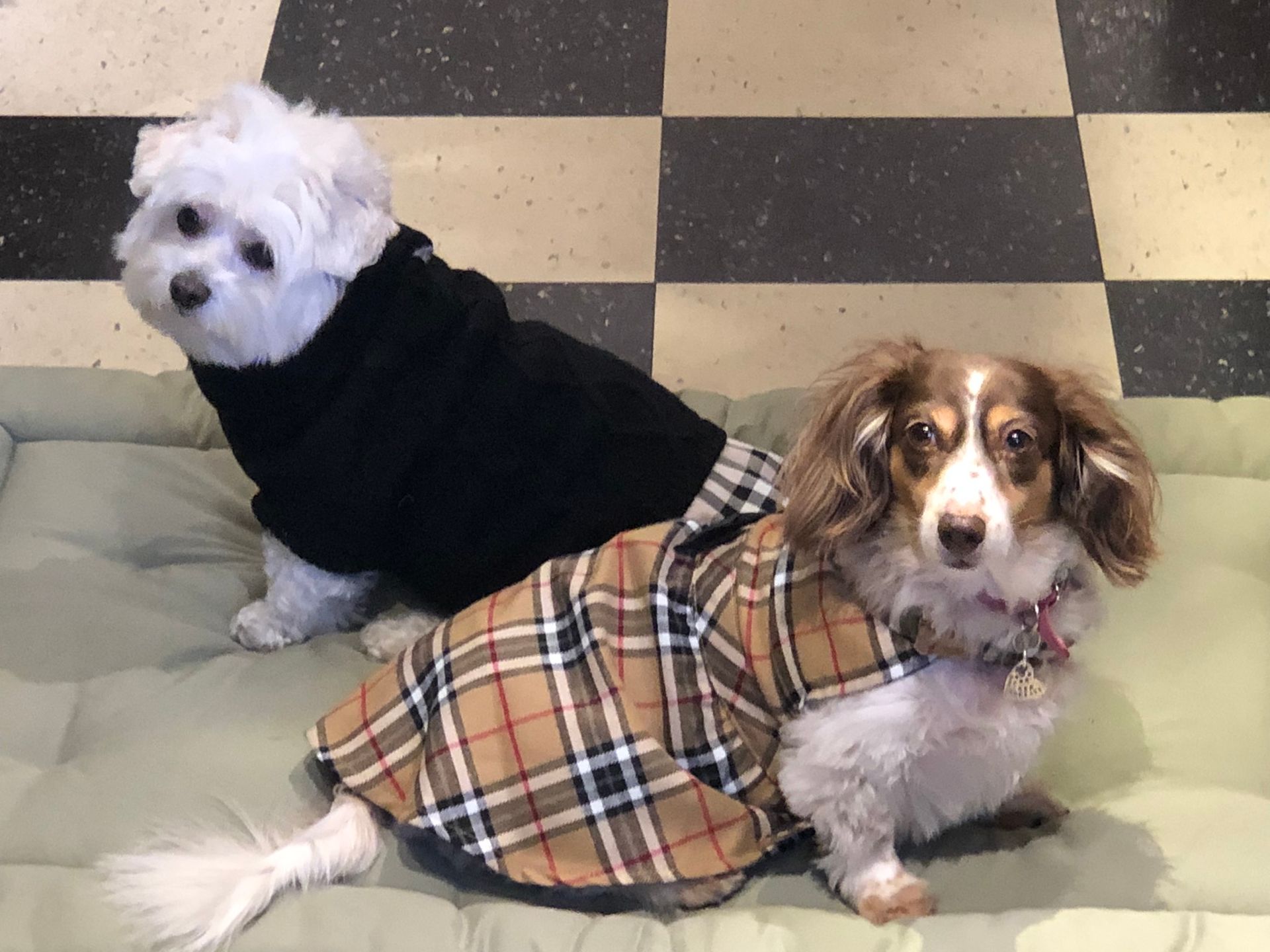 Two dogs in a dress