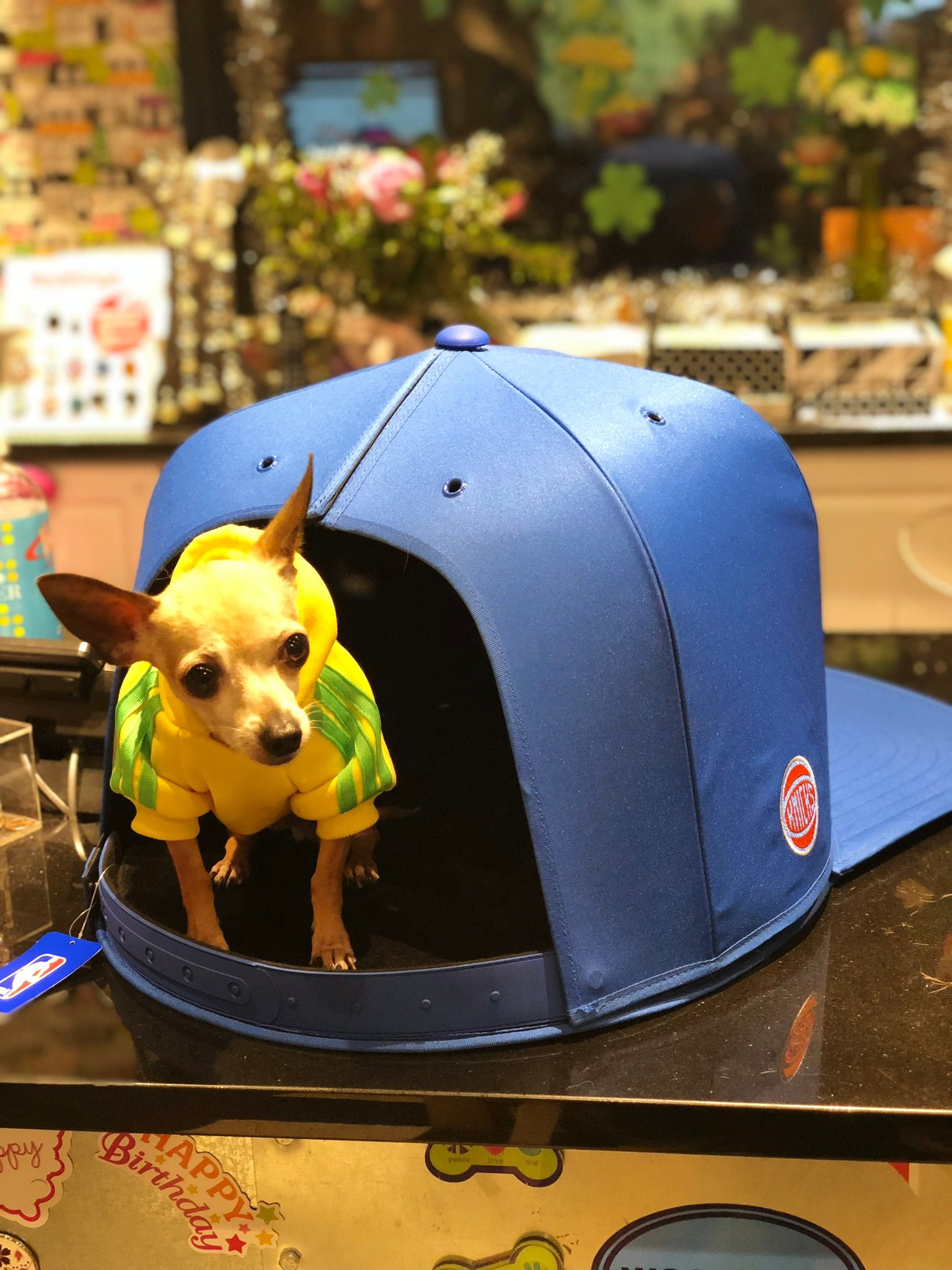 Small dog in a hat