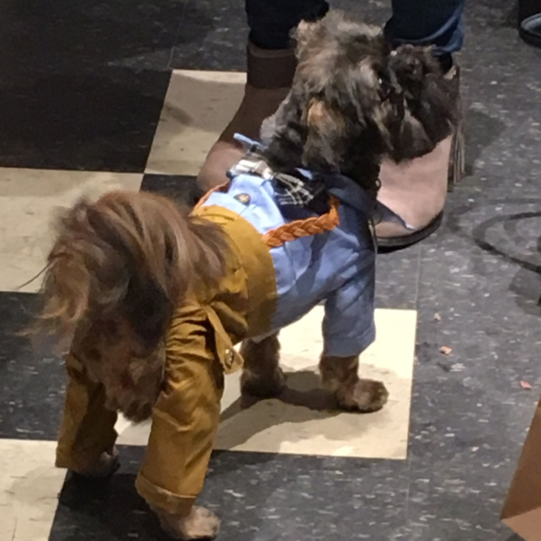 Cute dog in a gentleman outfit